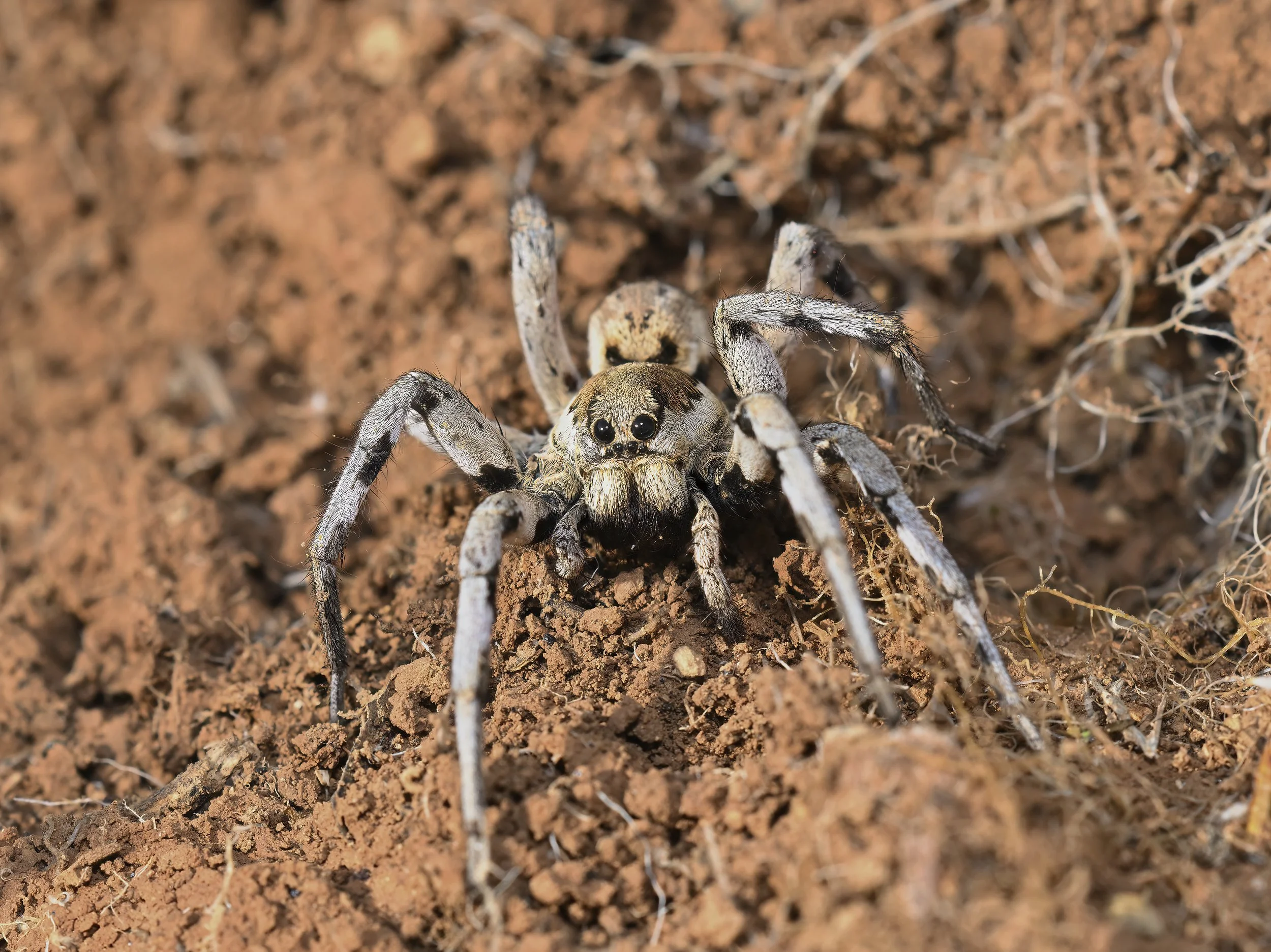 Z09_0485_Wolf Spider.jpeg