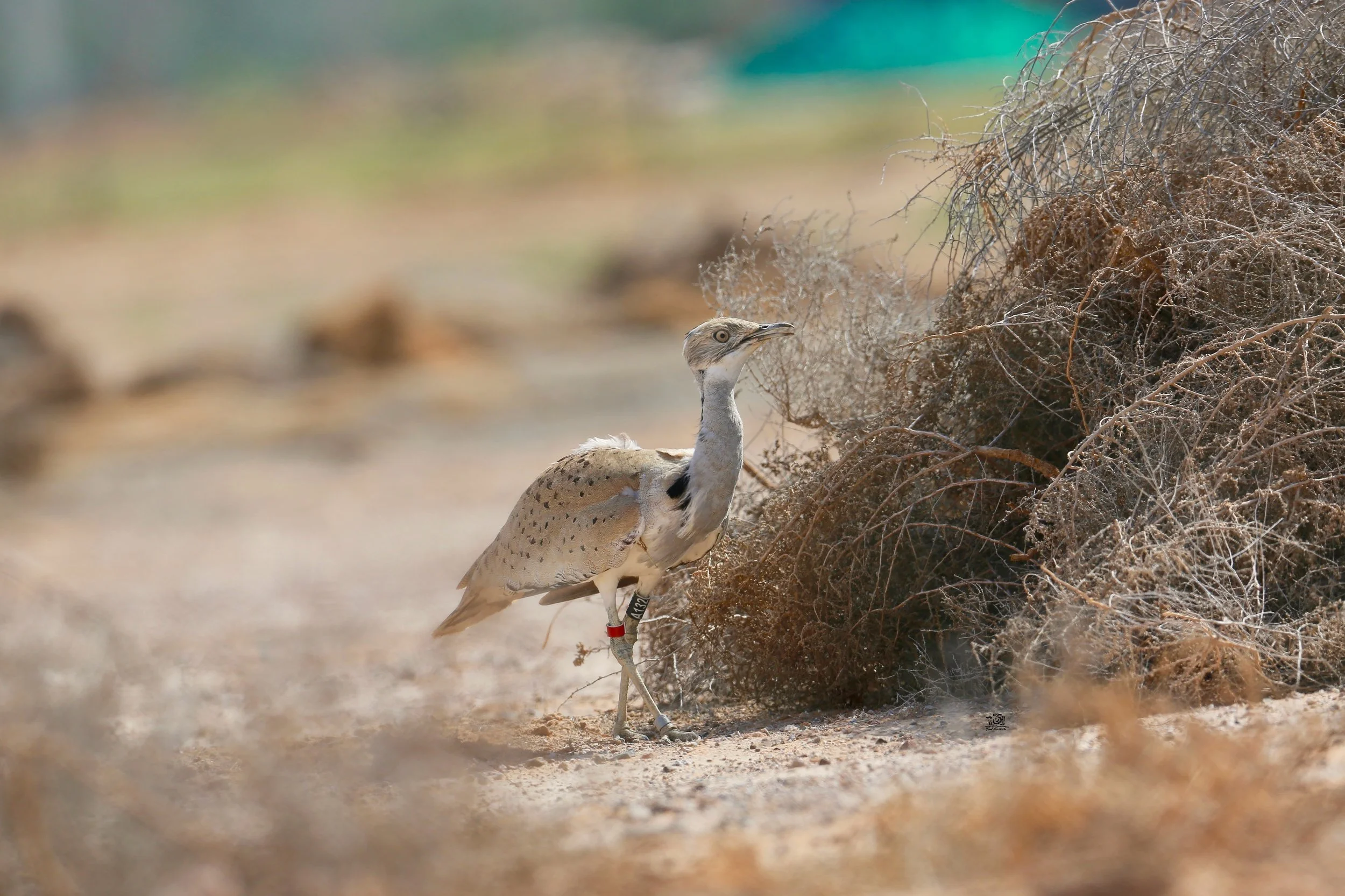 Photo Credit: Paul Kinnock - Semi-wild Houbara