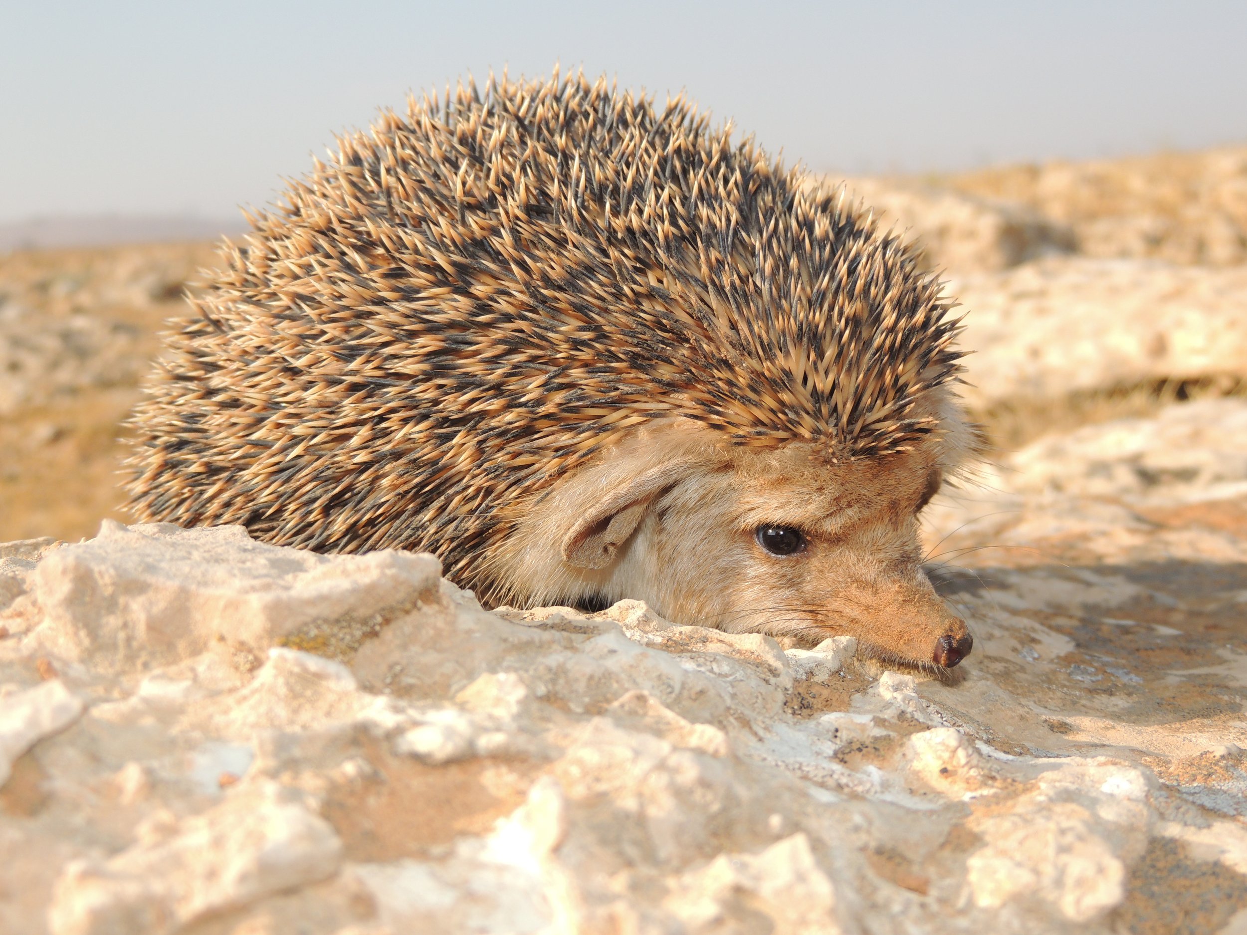 Photo Credit: Rami Khashab