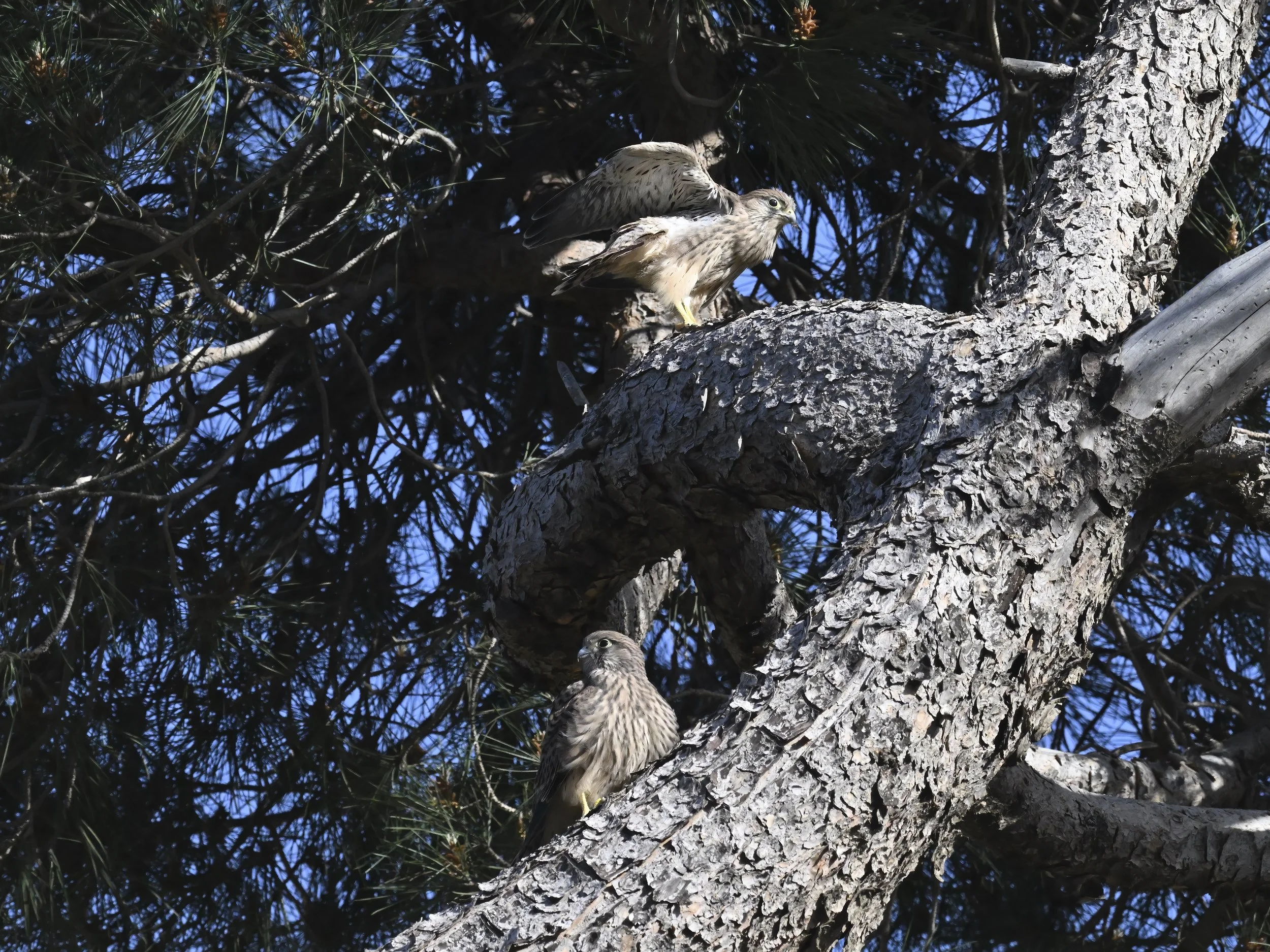 Birds of prey fledging