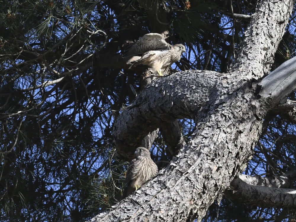 Eurasian Kestrel — Family Time