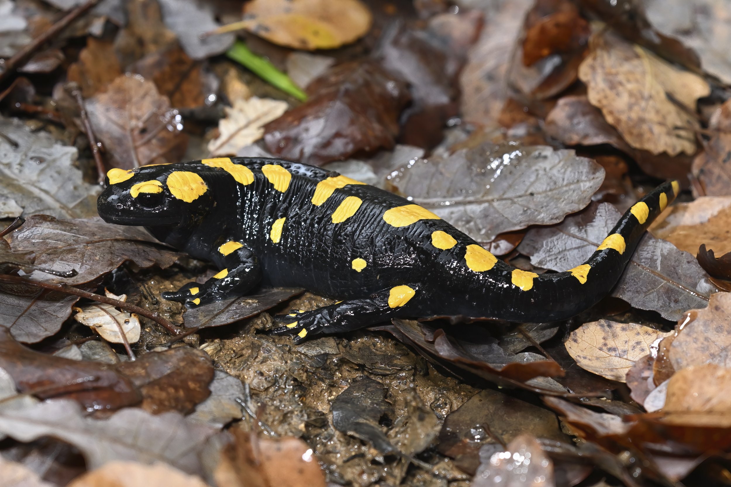 Near Eastern Fire Salamander Mokhtara