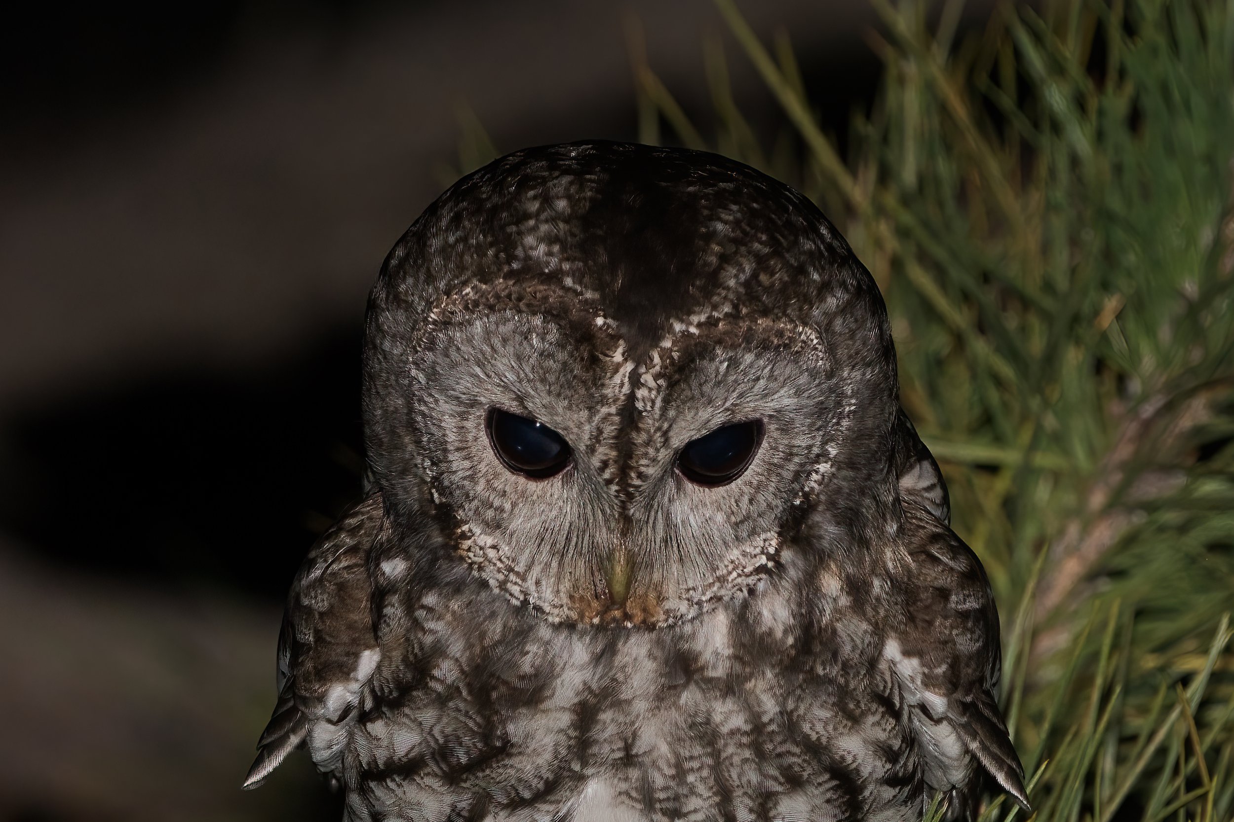 Tawny Owl (Strix aluco)