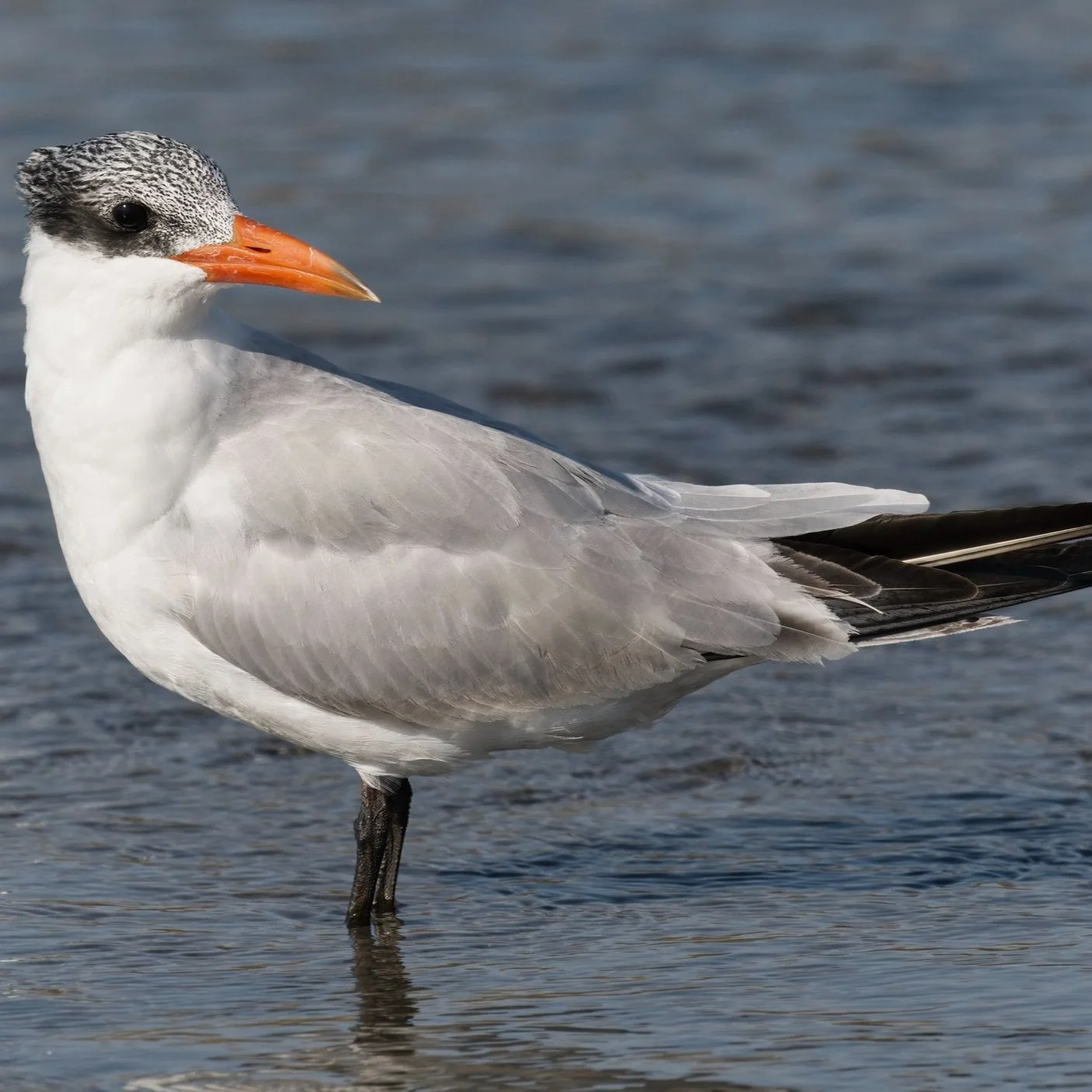 Birds of UAE