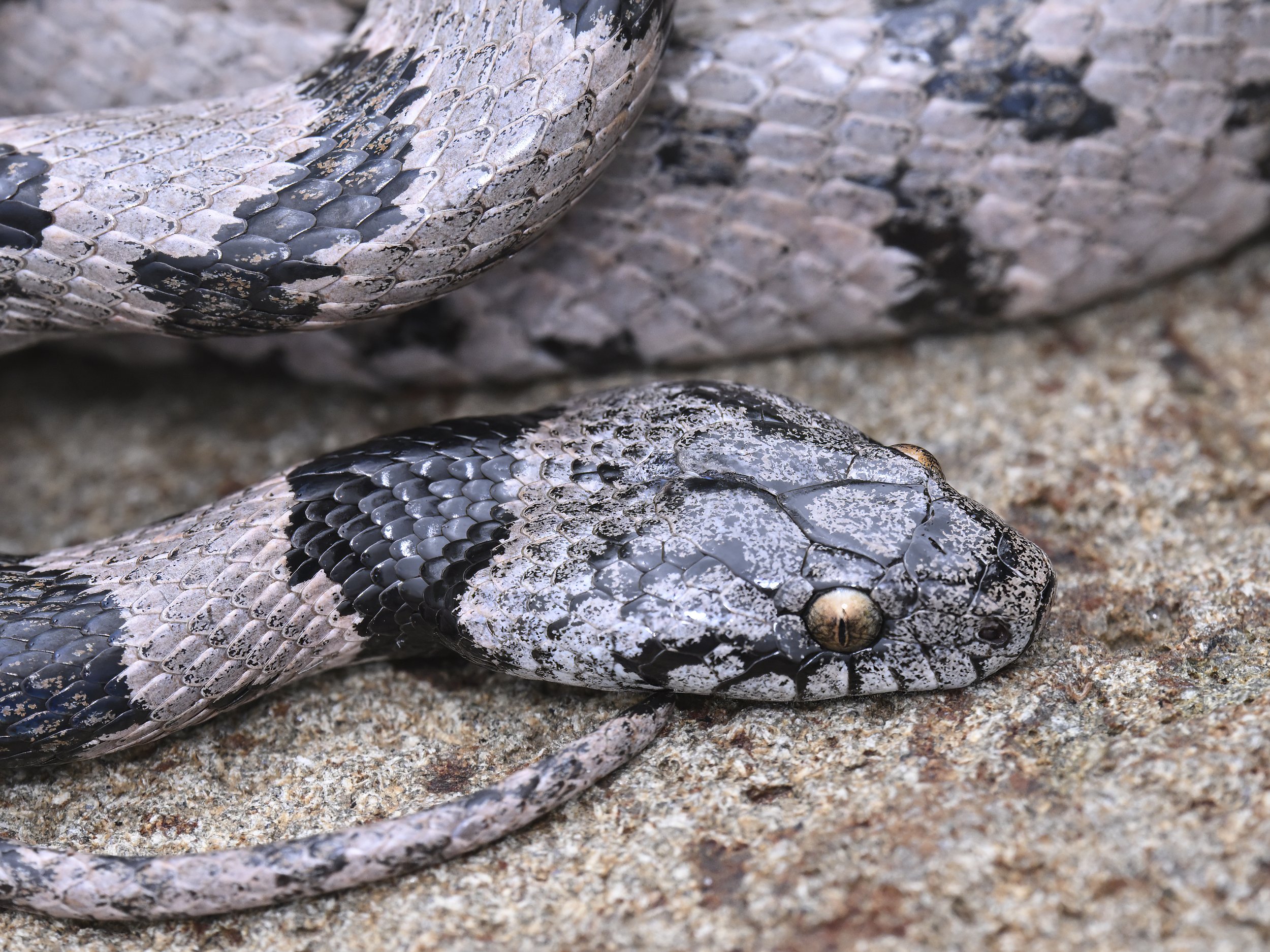 Mediterranean Cat Snake Lebanon