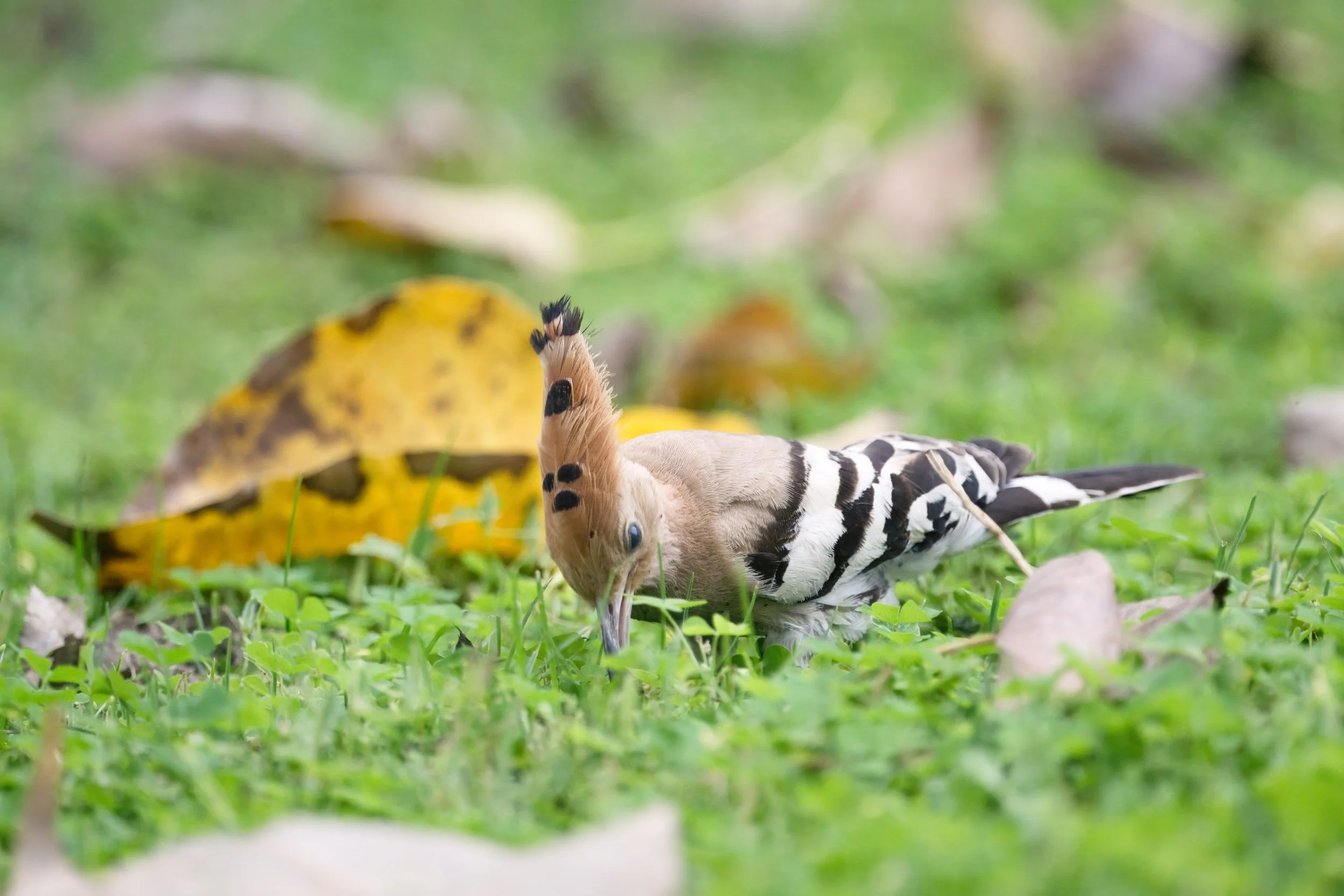 Eurasian Hoopoe (هدهد أوراسي)