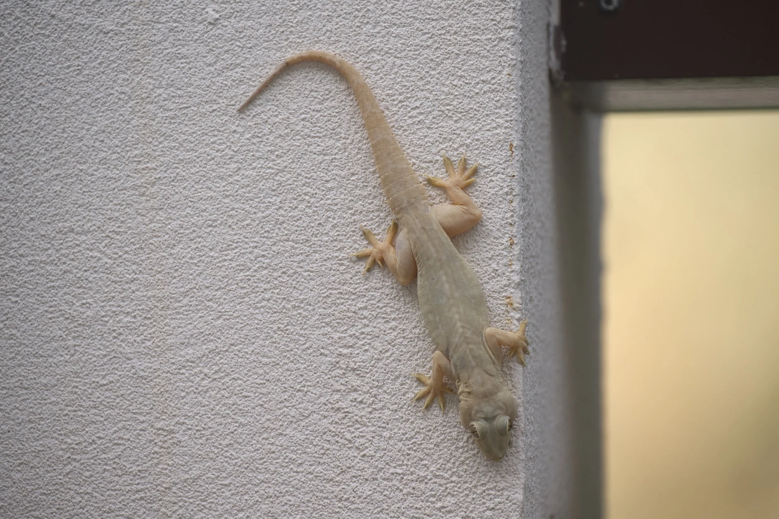 Yellow-bellied House Gecko | وزغة المنازل صفراء البطن | Hemidactylus flaviviridis