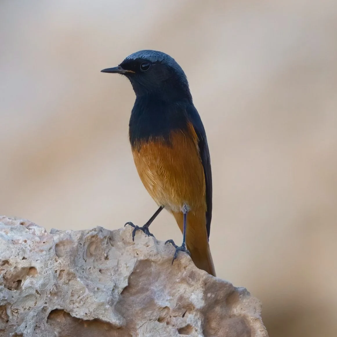 Black Redstart (Phoenicurus ochruros)