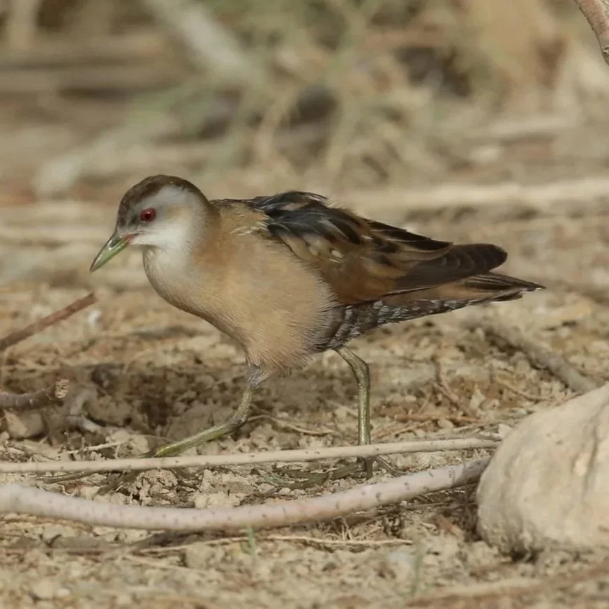Little Crake \ Zapornia parva