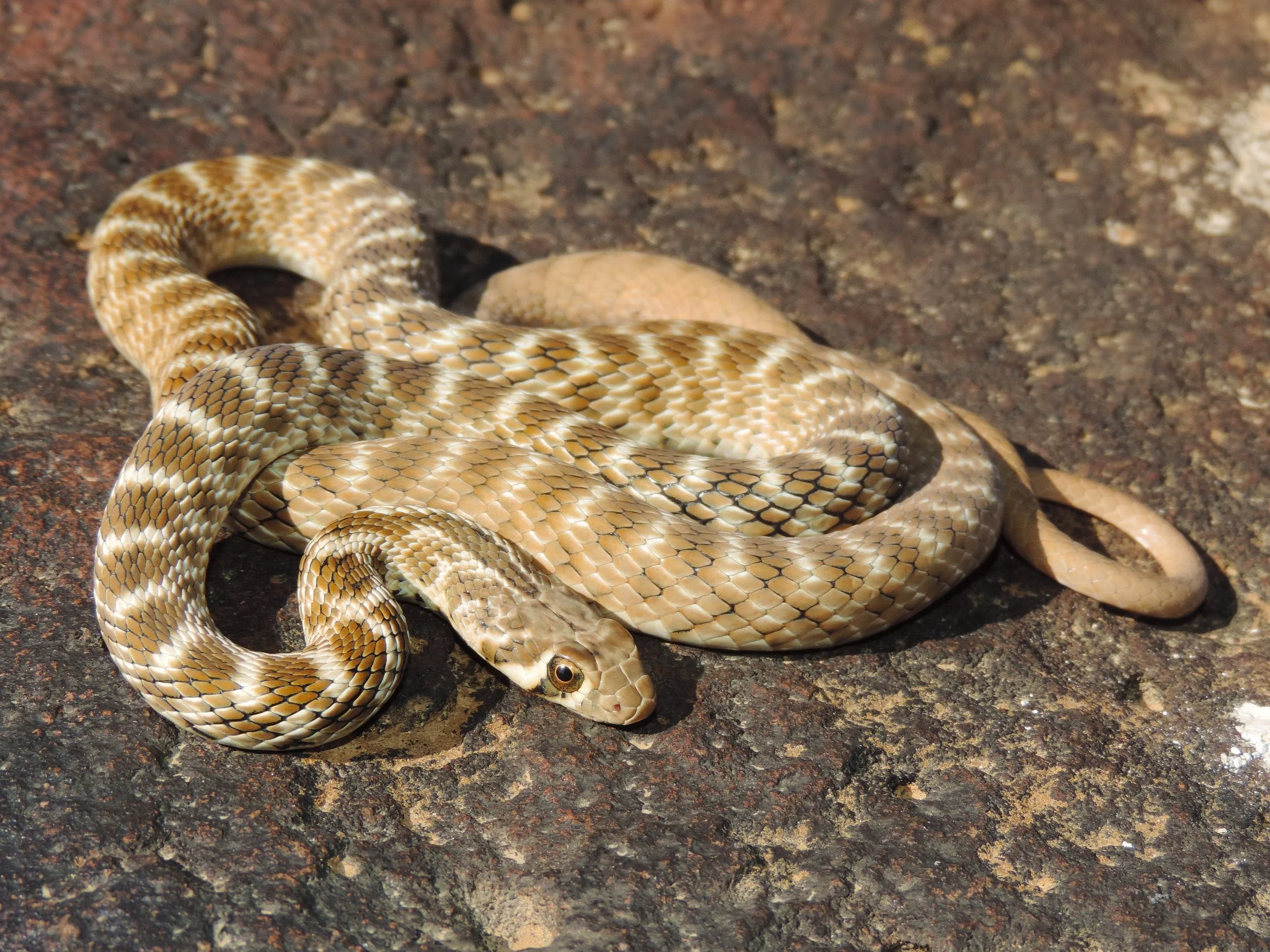 Roger’s Racer snake resting on dry ground in Lebanon’s northern Beqaa region.