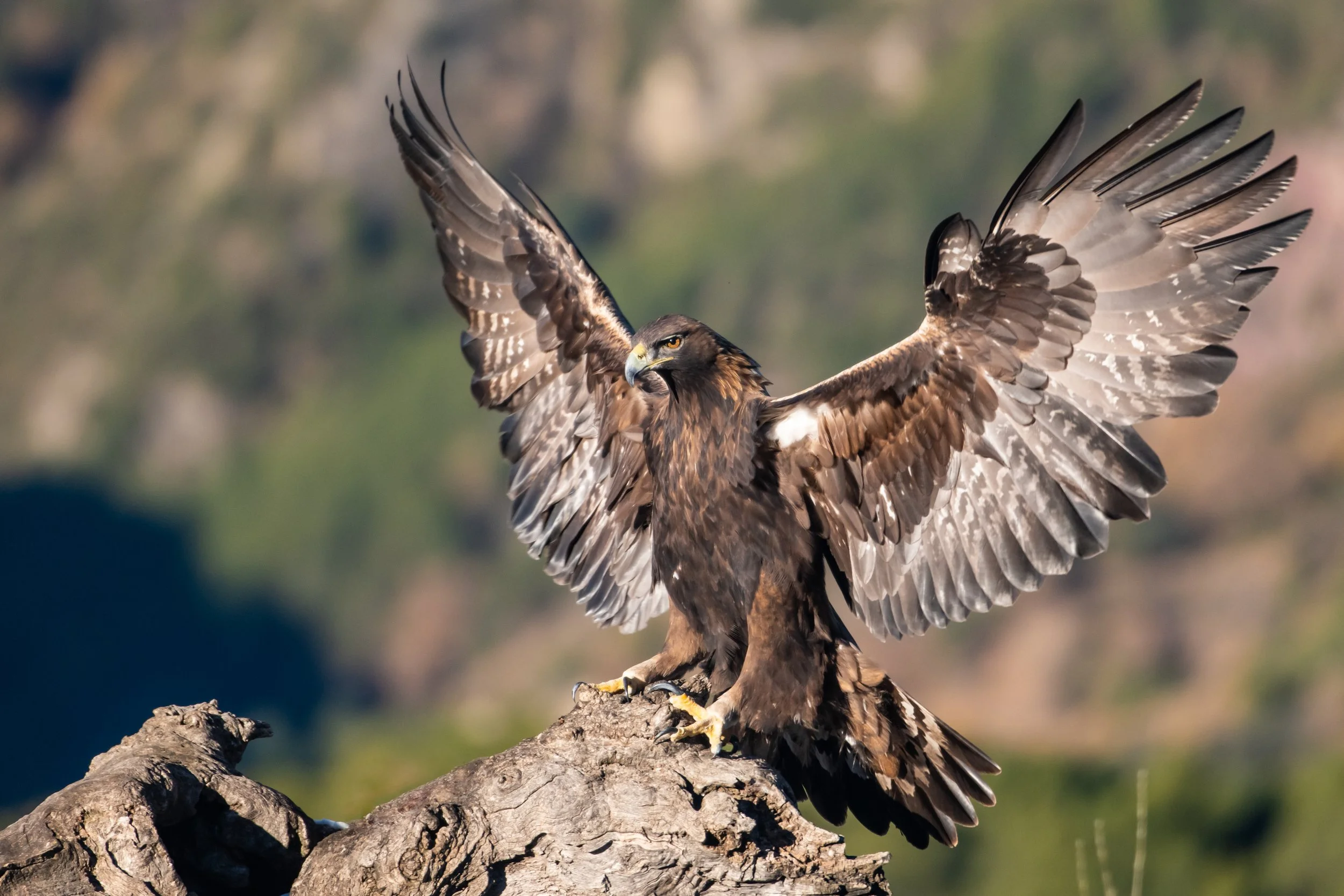 Golden Eagle - Pyrene wildlife