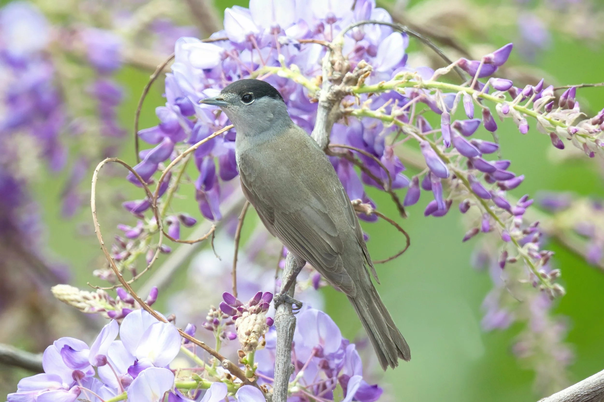 A black-capped warbler bird perched on a branch surrounded by purple and white flowers.