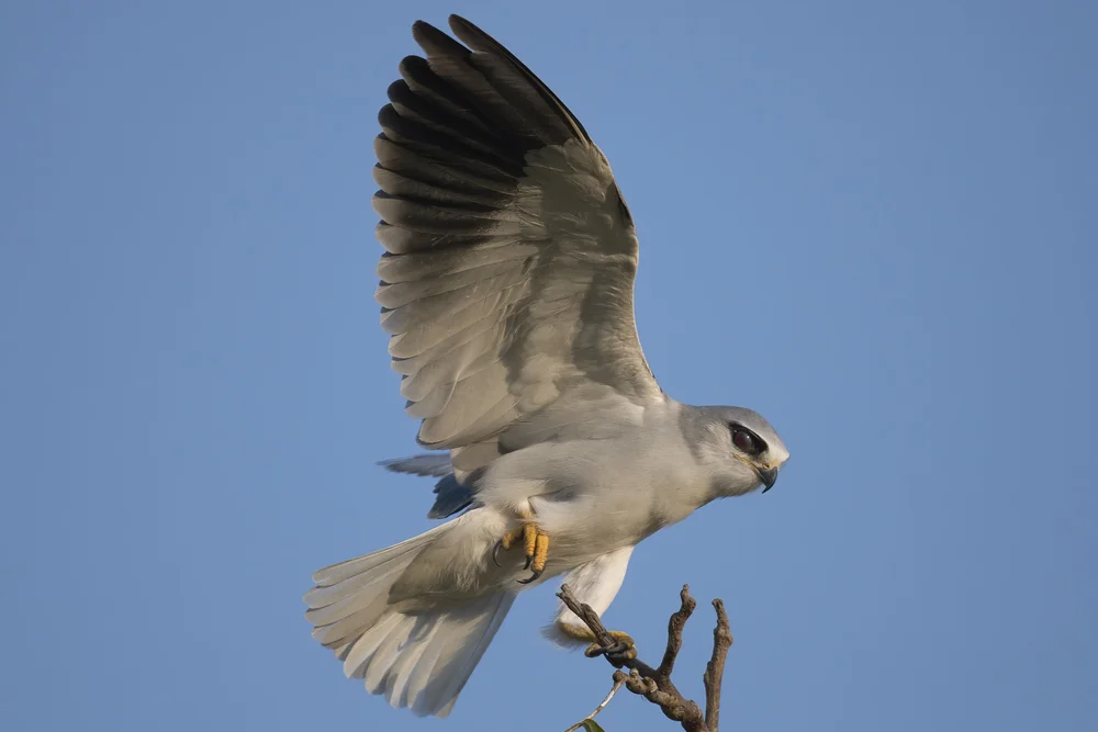Black-winged Kite in flight, Lebanon