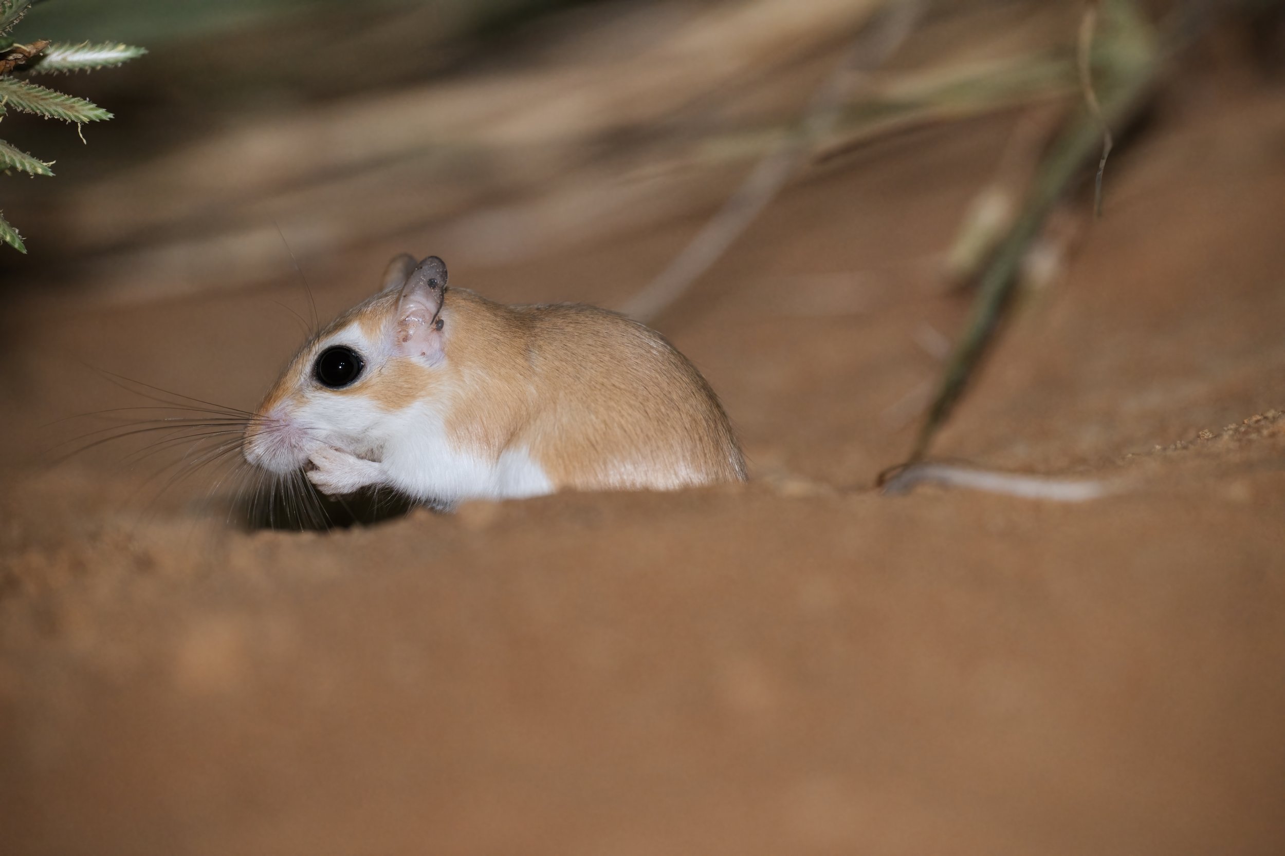 A small hamster with tan and white fur is in a burrow, holding its tiny paw to its mouth with a background of dirt and some green plant leaves.