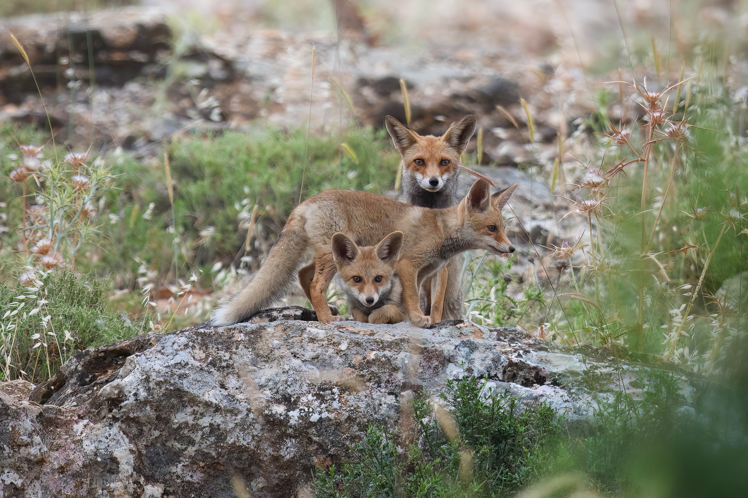 Red Fox wildlife lebanon