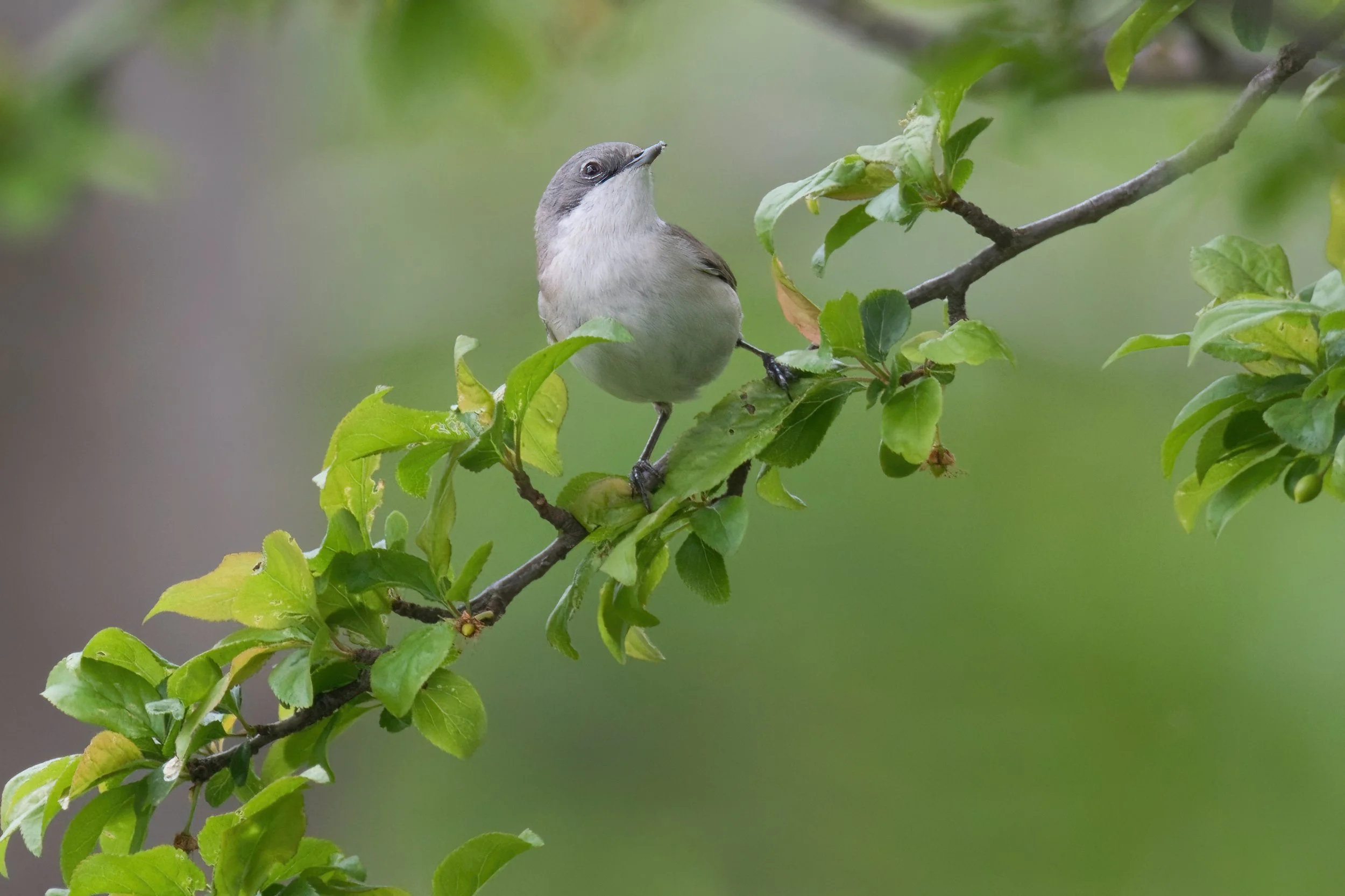 Small bird with gray and white plumage sitting on a green leafy branch.