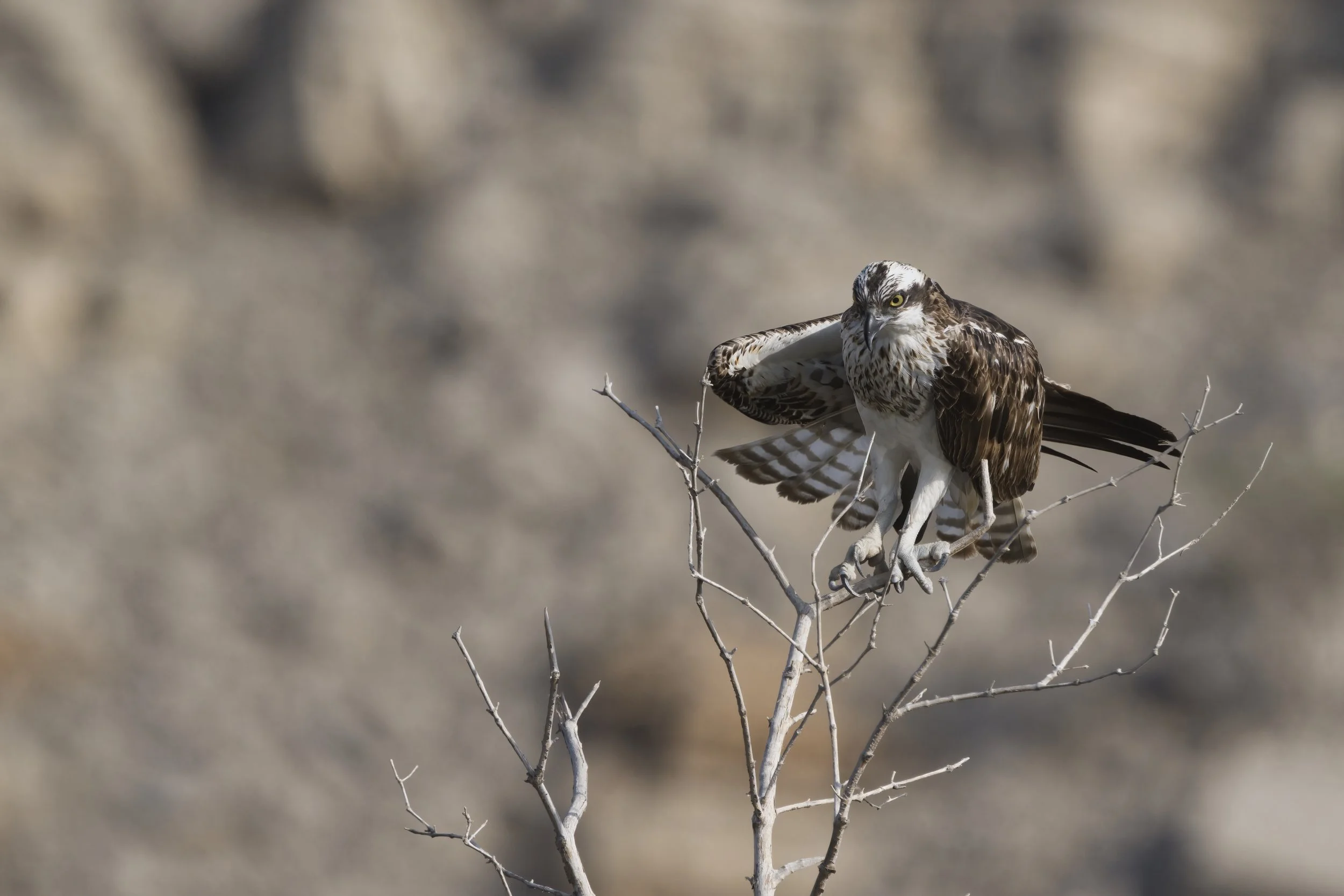 Birds watching trips UAE