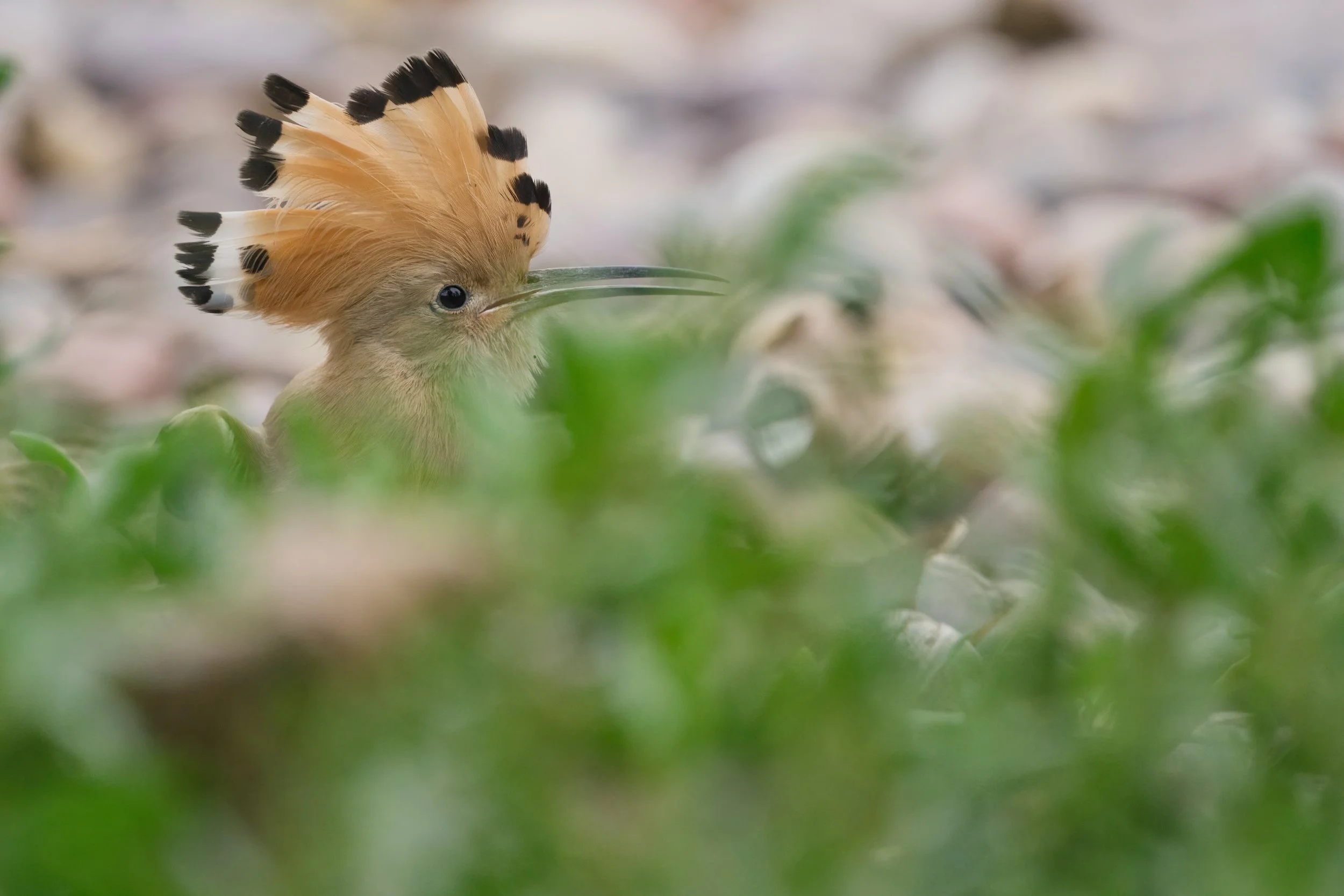 Eurasian Hoopoe (هدهد أوراسي)