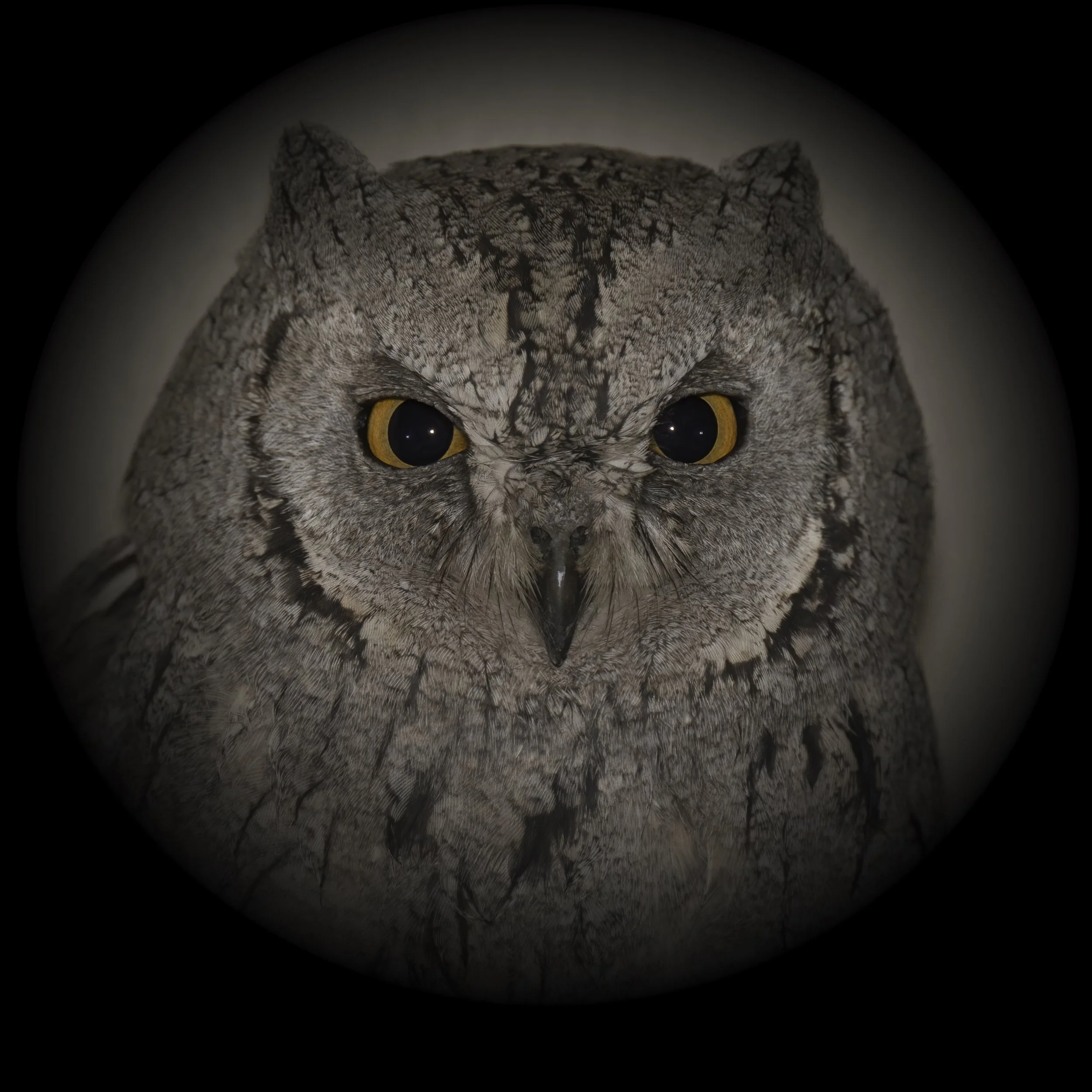 winter birds migration UAE