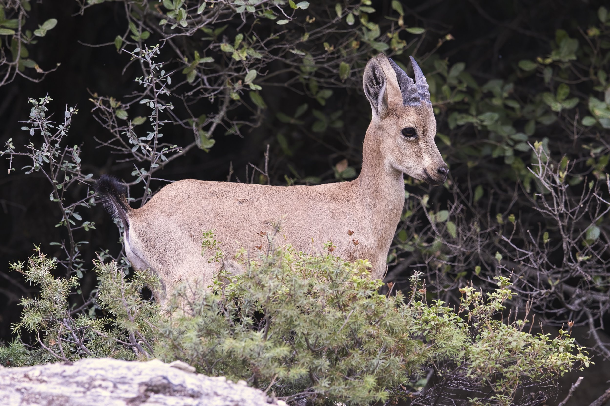 shouf biosphere reserve