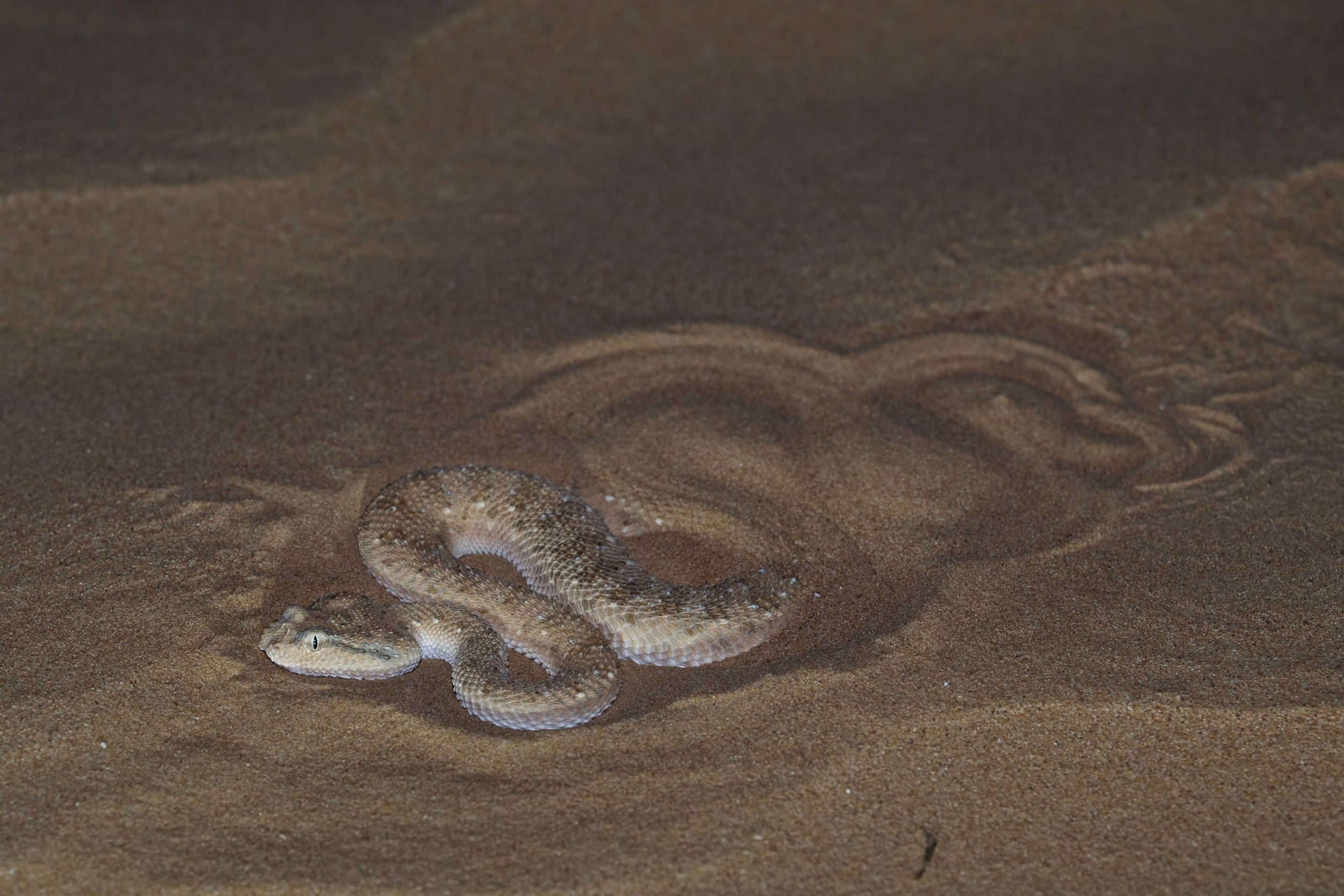 A small snake with a patterned, brown and beige body on sandy ground.