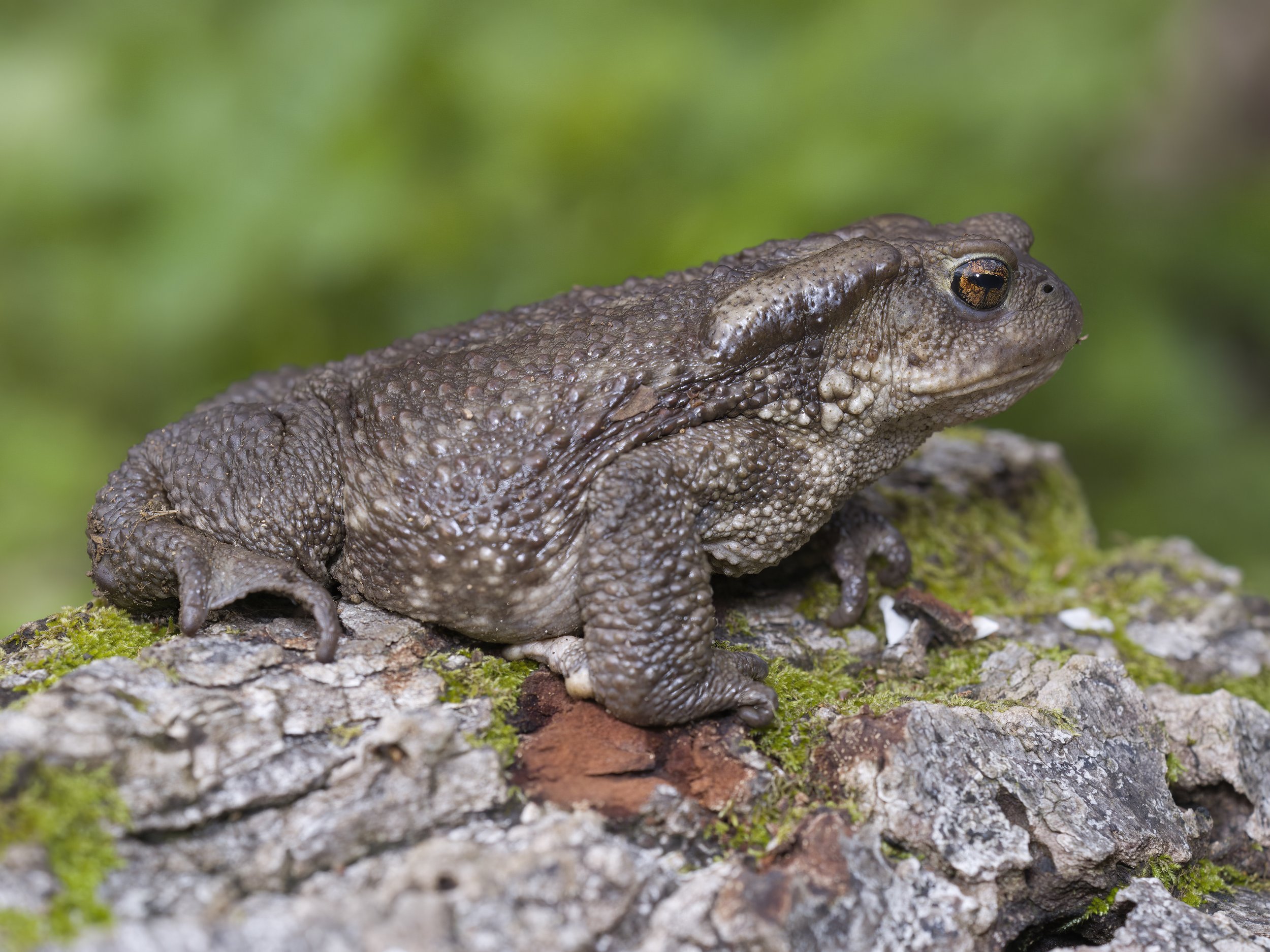 Toads Reptiles