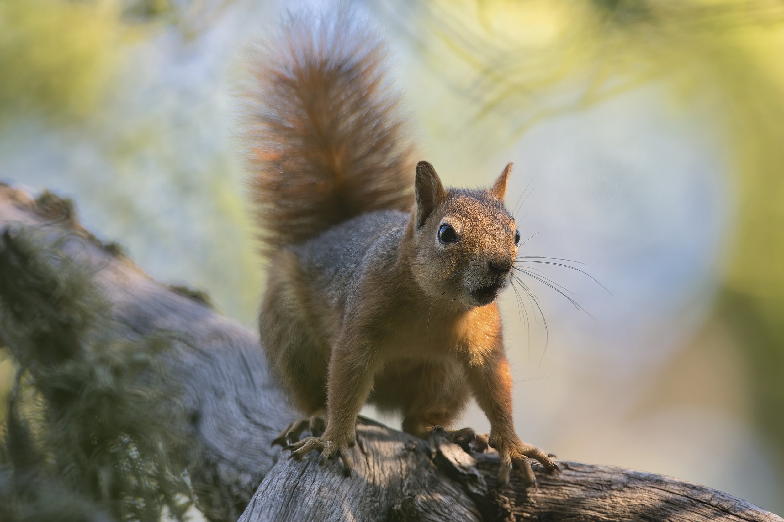 Squirrels Lebanon