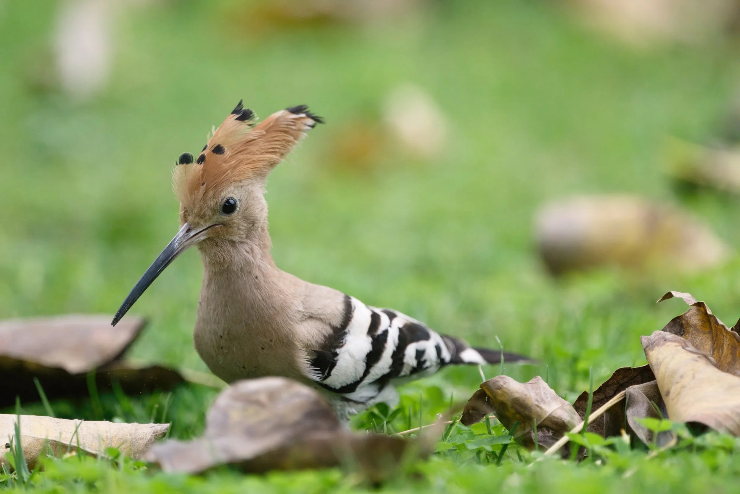 Eurasian Hoopoe (هدهد أوراسي)