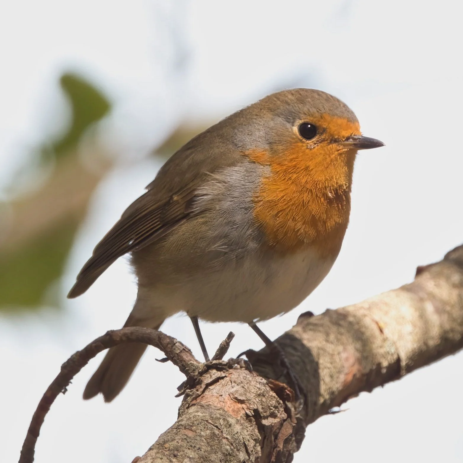 European Robin (Erithacus rubecula)