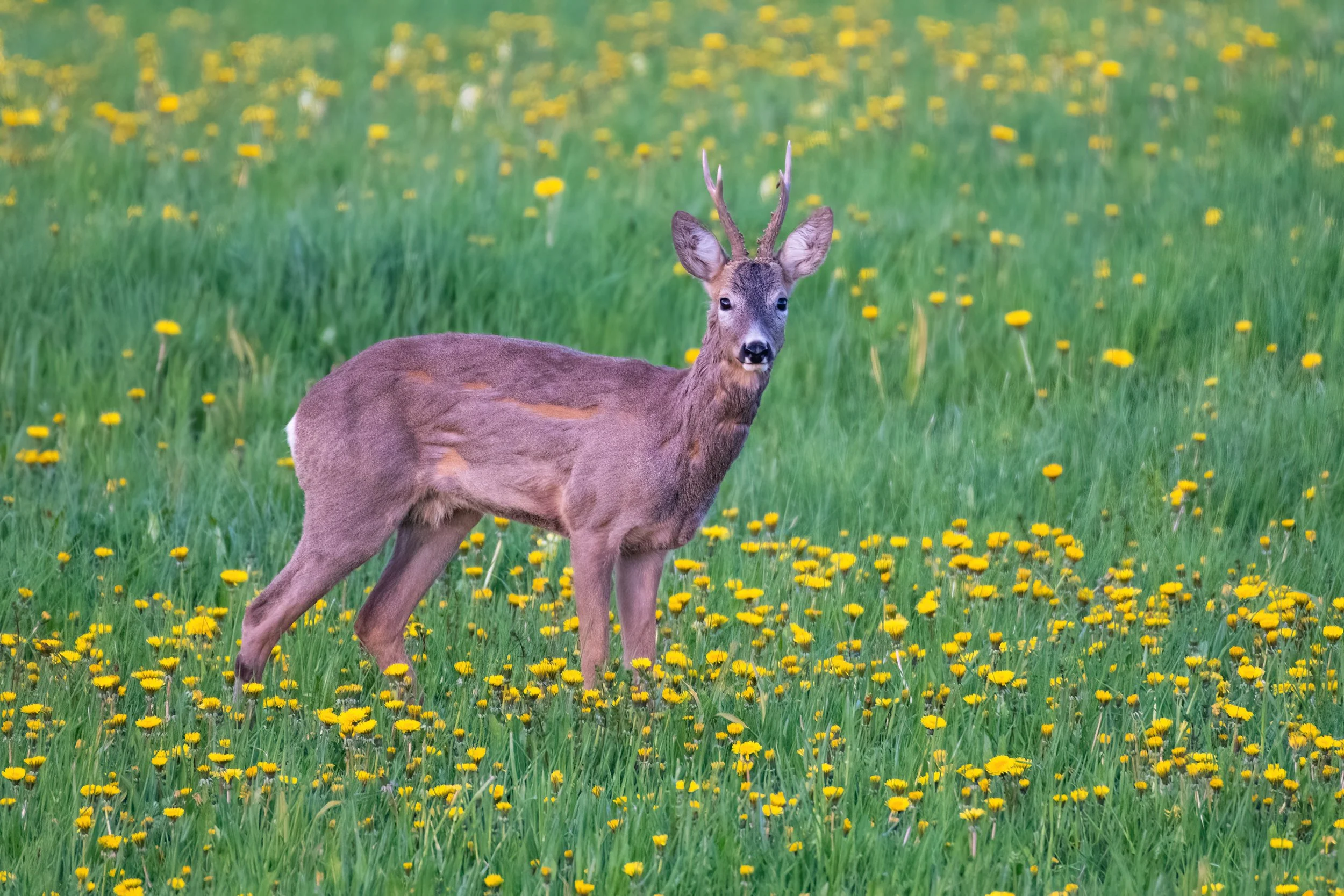 Roe buck - Romania Wildlife