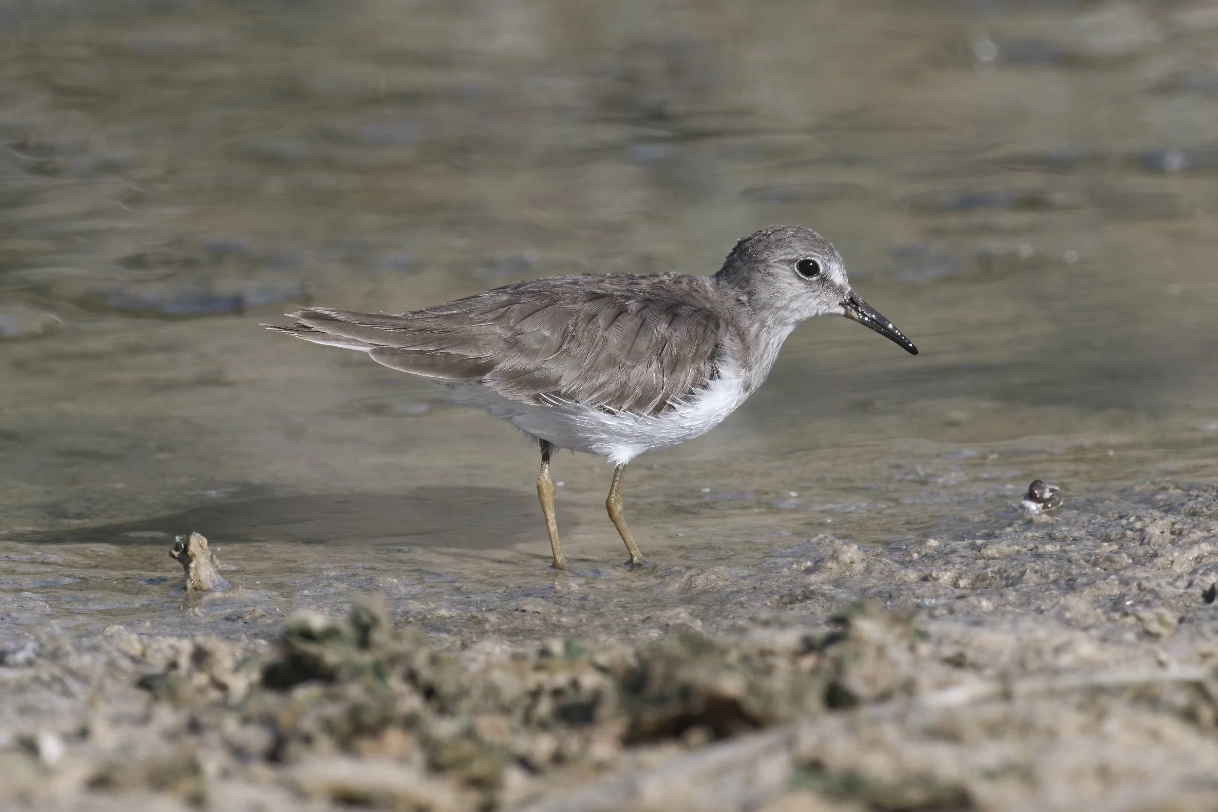Temminck's Stint \ Calidris temminckii