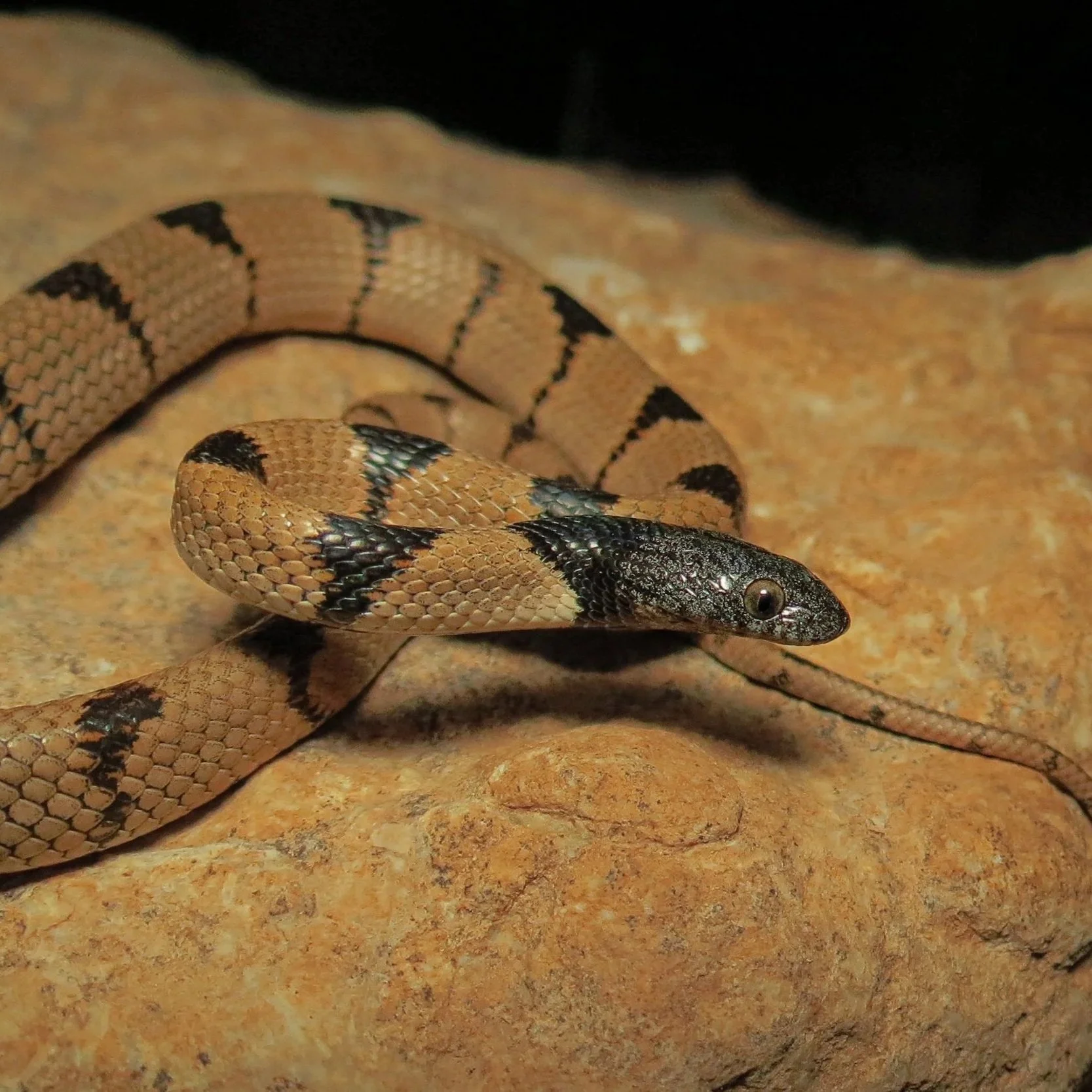 Black-headed Cat Snake (Telescopus nigriceps)