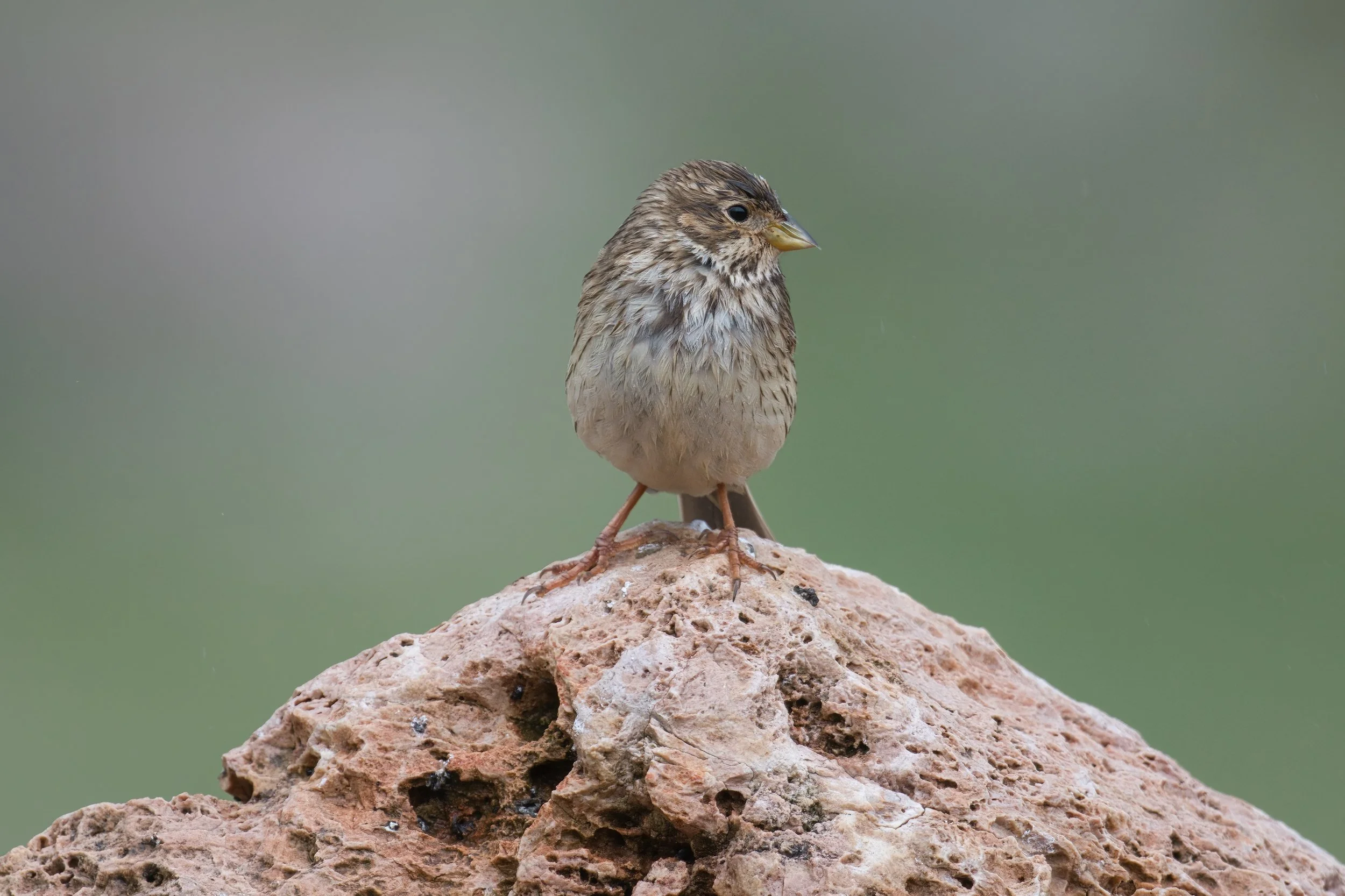 Corn Bunting | درسة الذرة | Emberiza calandra