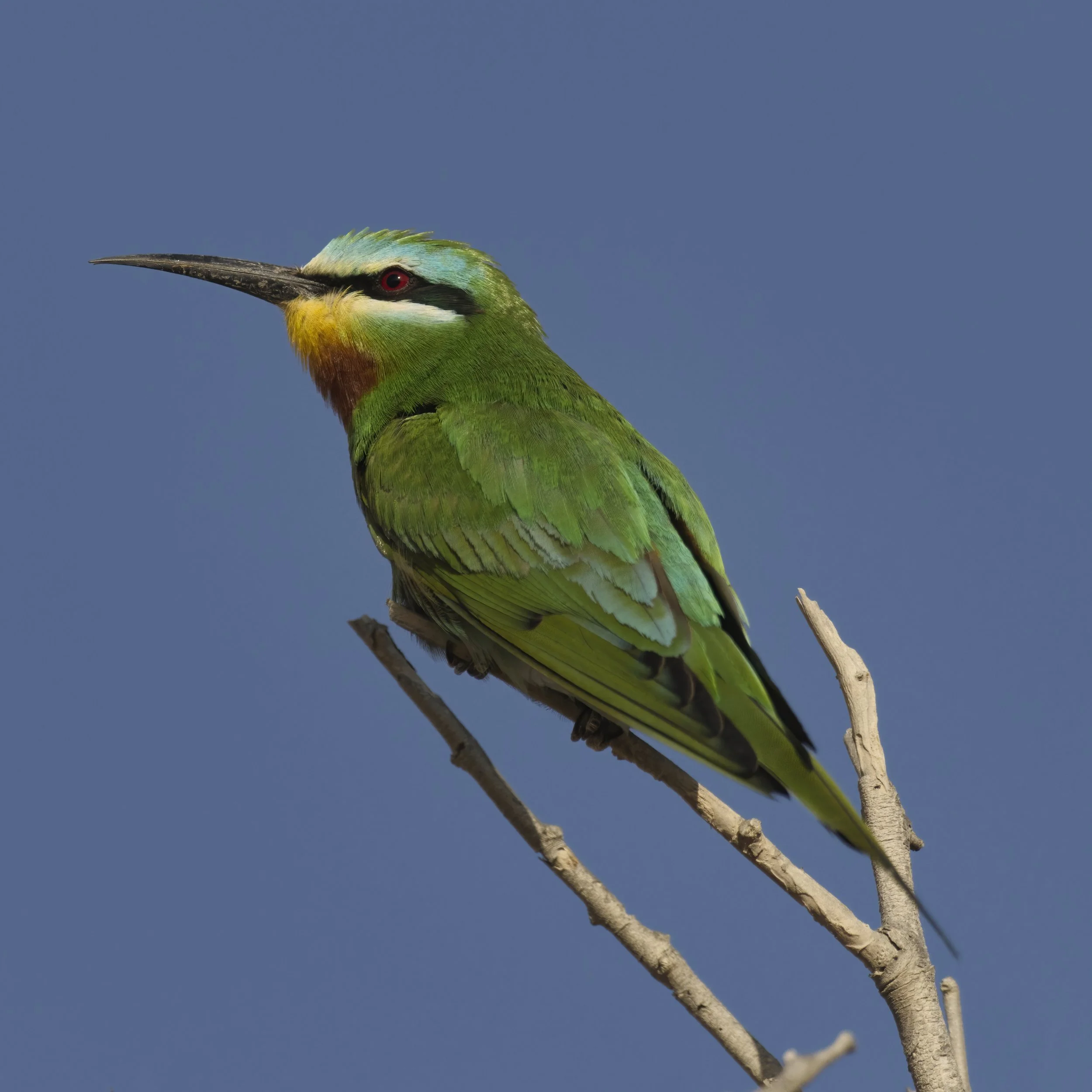 Blue-cheeked Bee-eater (Merops persicus)