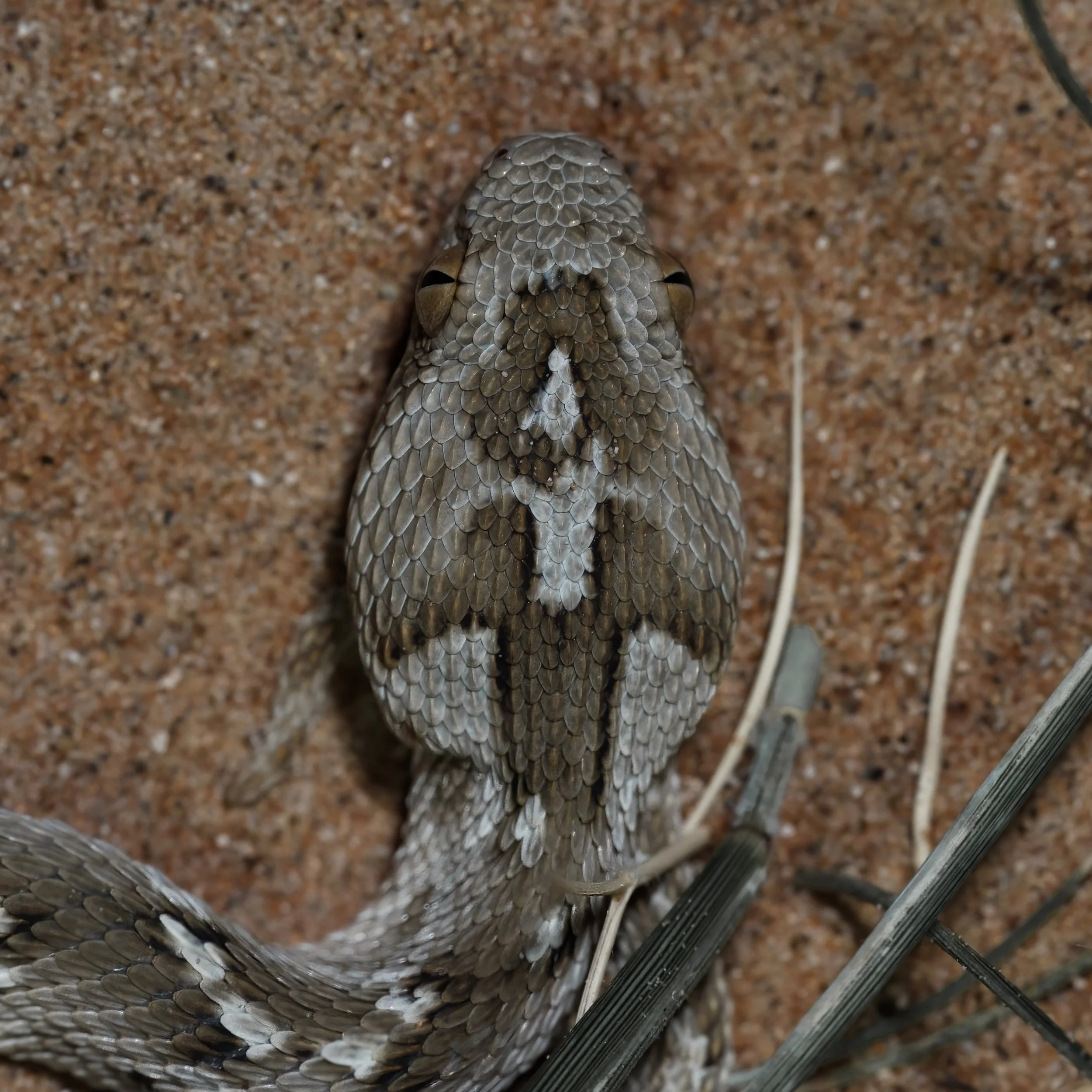 Sindh Saw-scaled Viper \ Echis carinatus