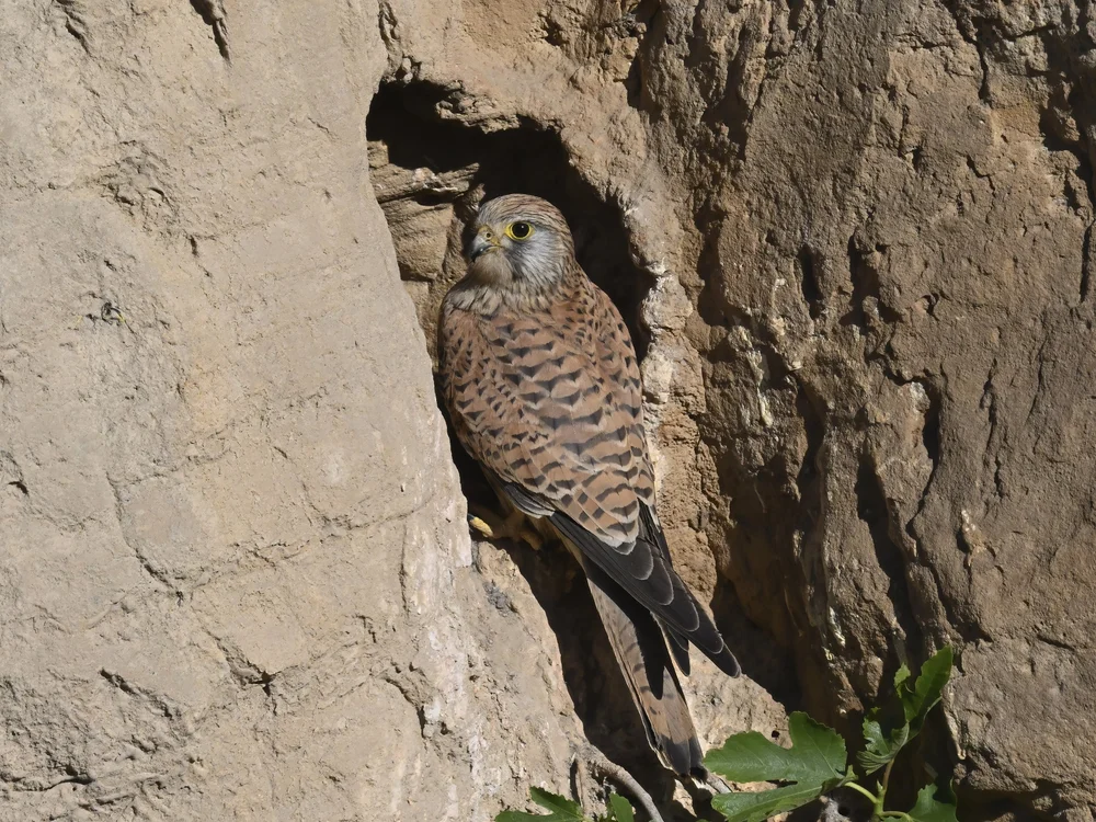 Female Kestrel head feathers are brown and ports dark bars across its tail.