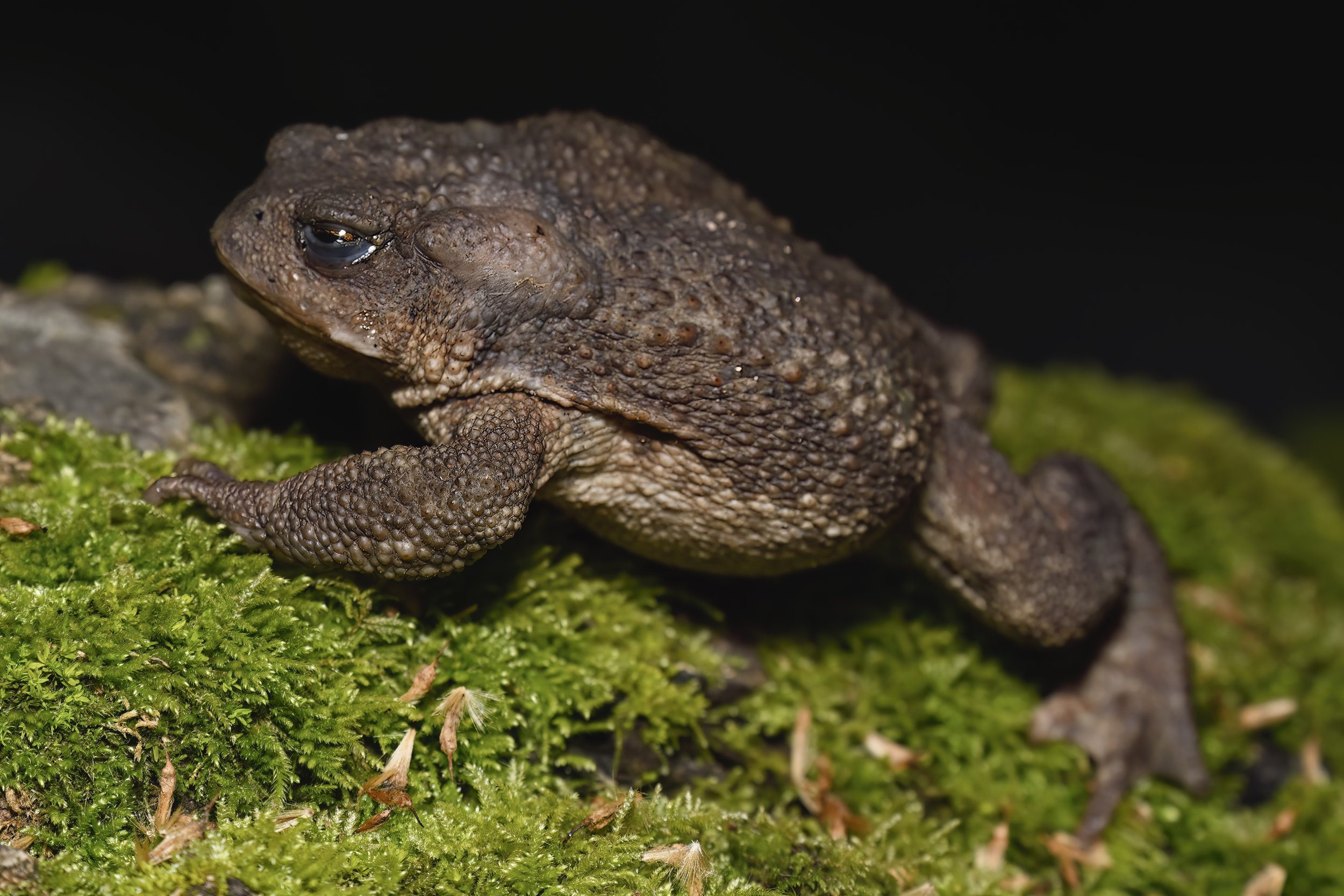 Toad Lebanon