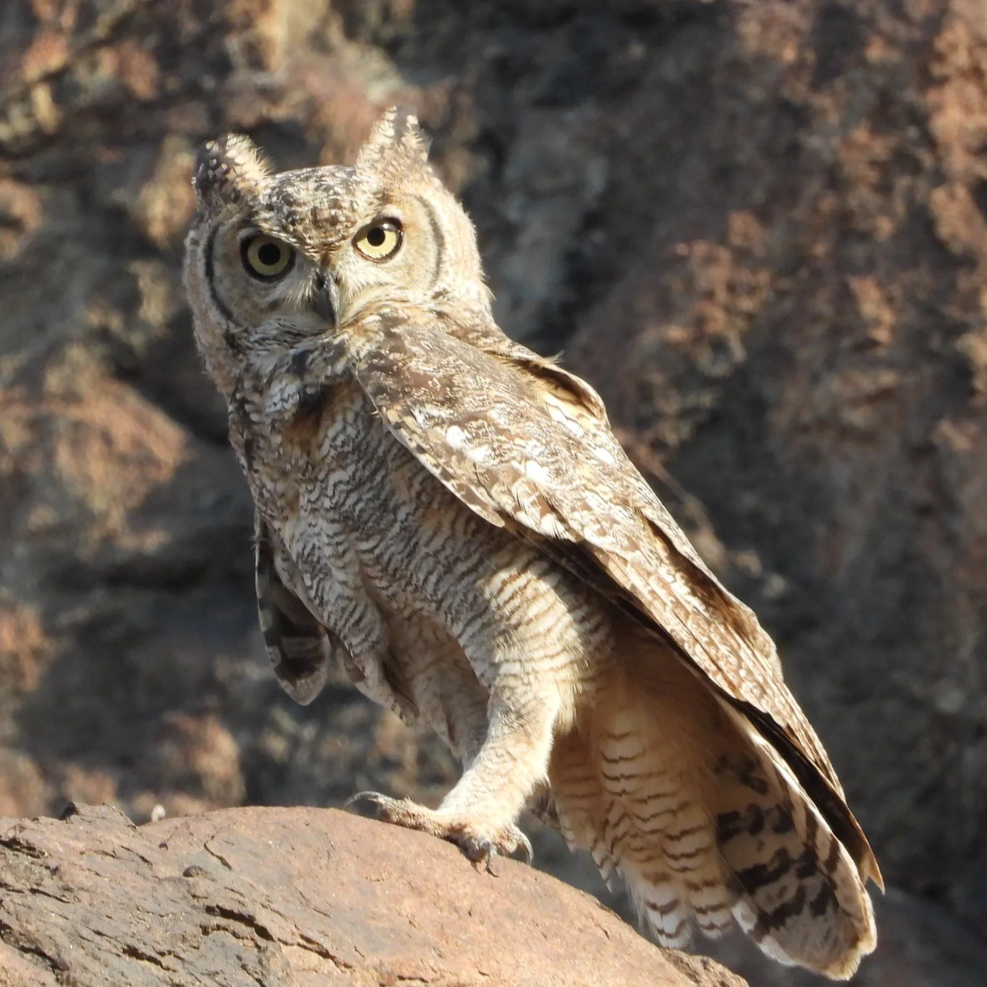 Arabian Eagle-owl \ Bubo milesi
