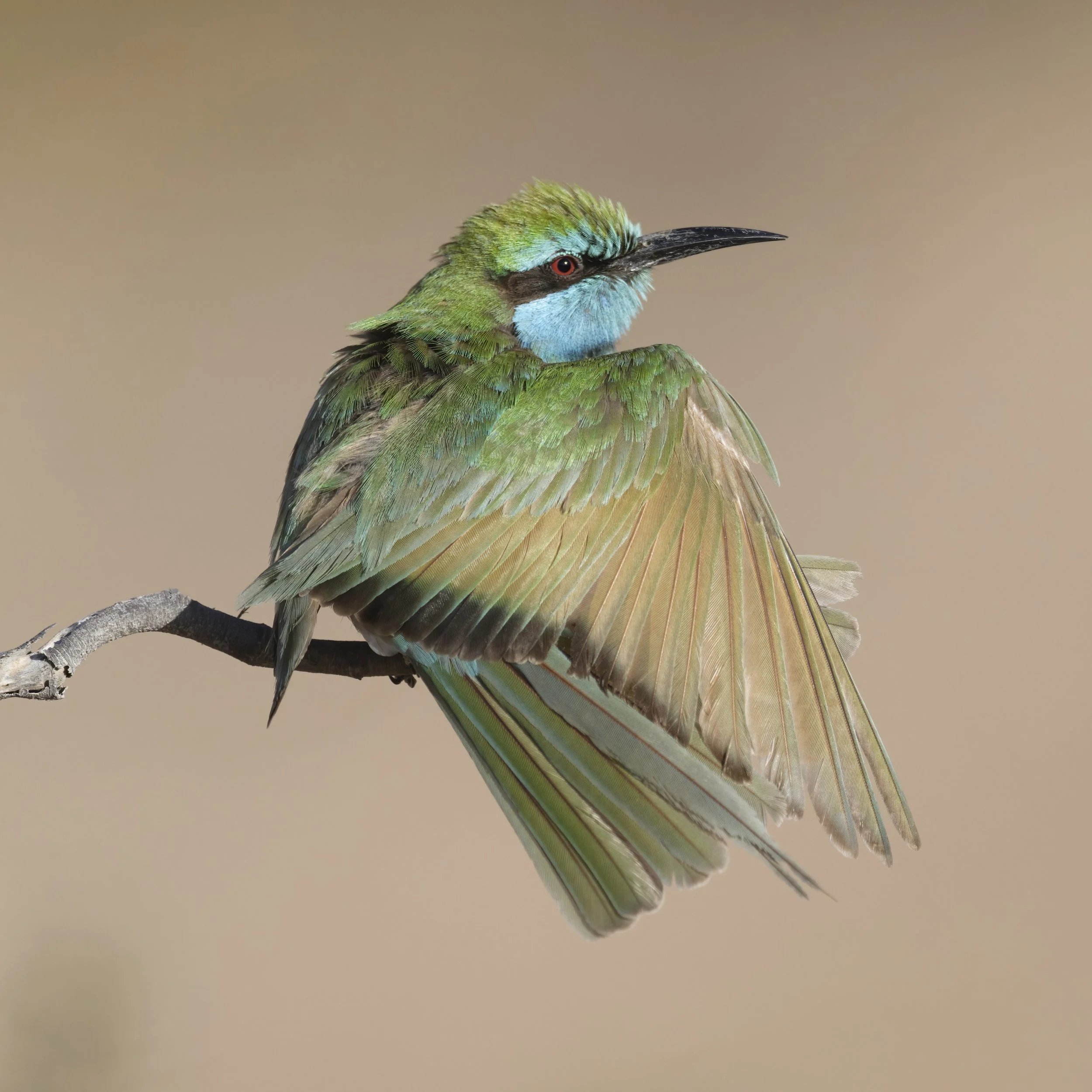 Arabian Green Bee-eater perched with wings partially spread, showing vibrant green and blue plumage, wildlife canvas print