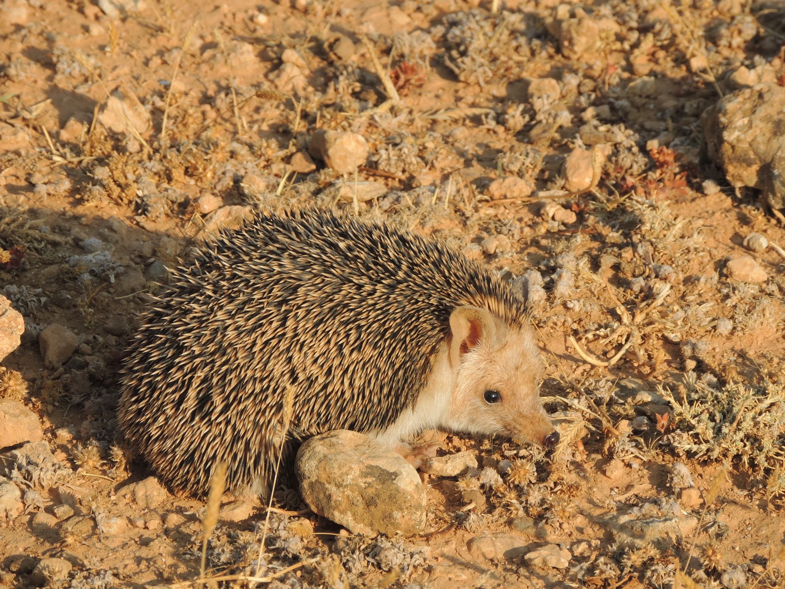 Photo Credit: Rami Khashab