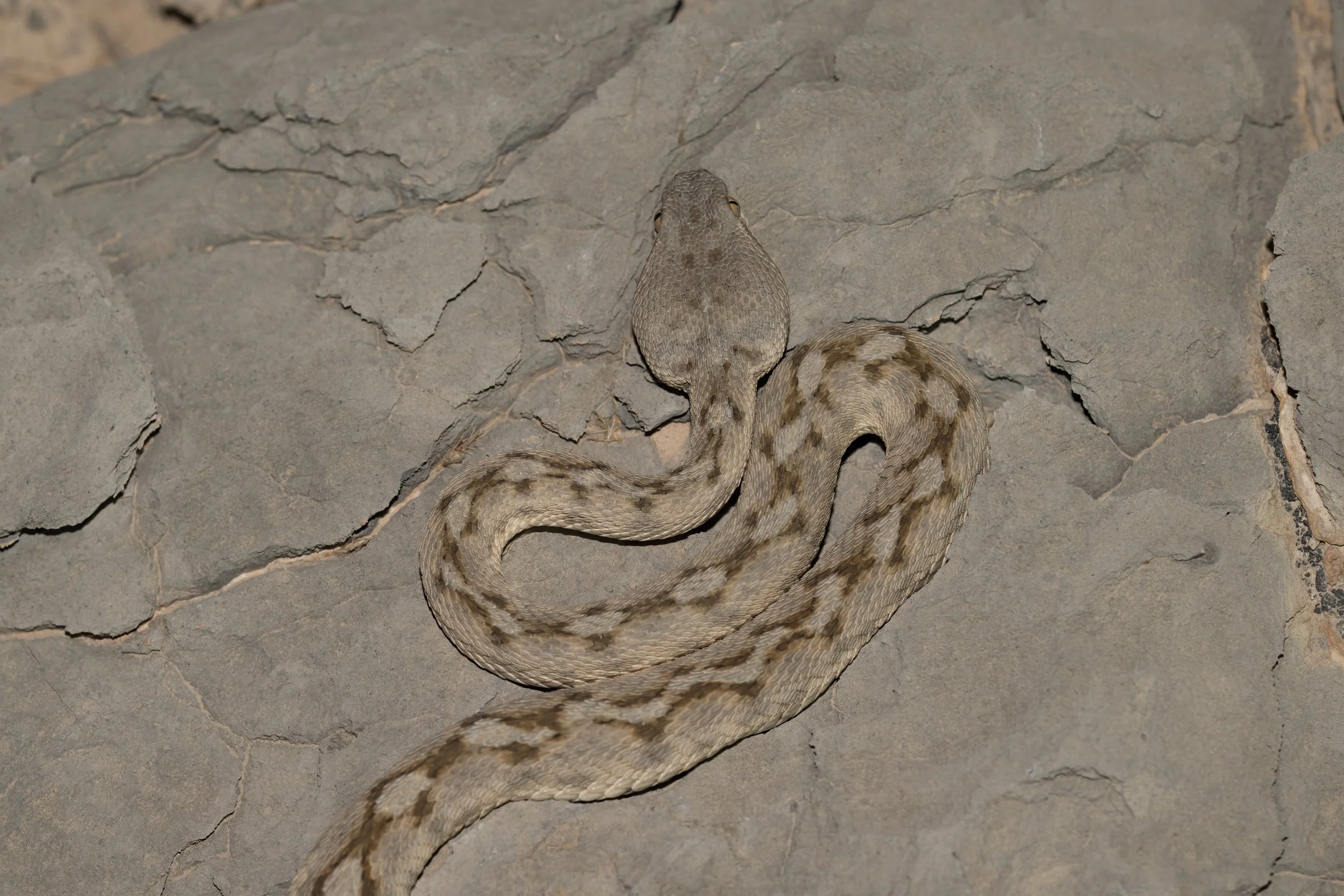 Hajar Saw-scaled Viper \ Echis omanensis