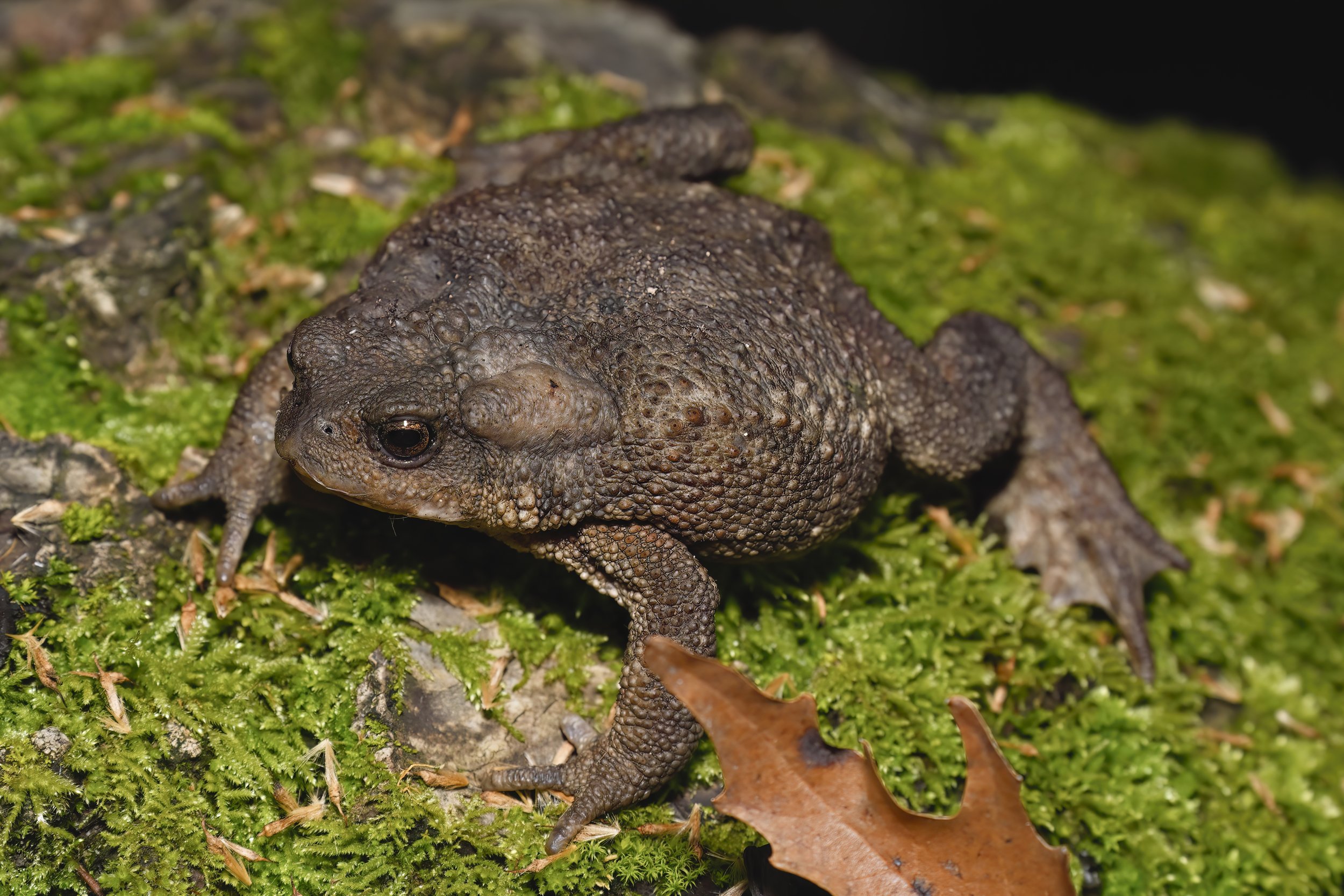 Caucasian Toad (Bufo verrucosissimus)