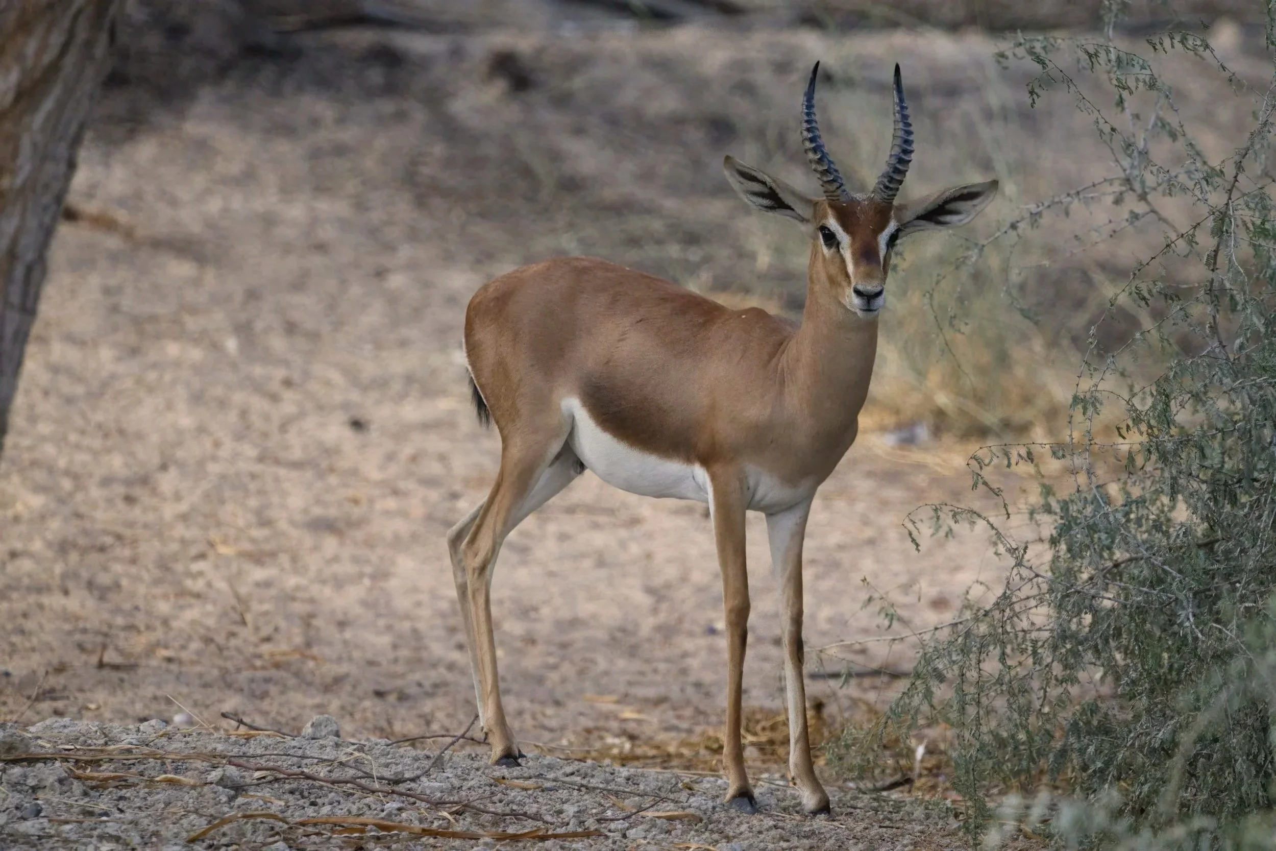 Arabian Gazelle walking through arid desert habitat in the United Arab Emirates.