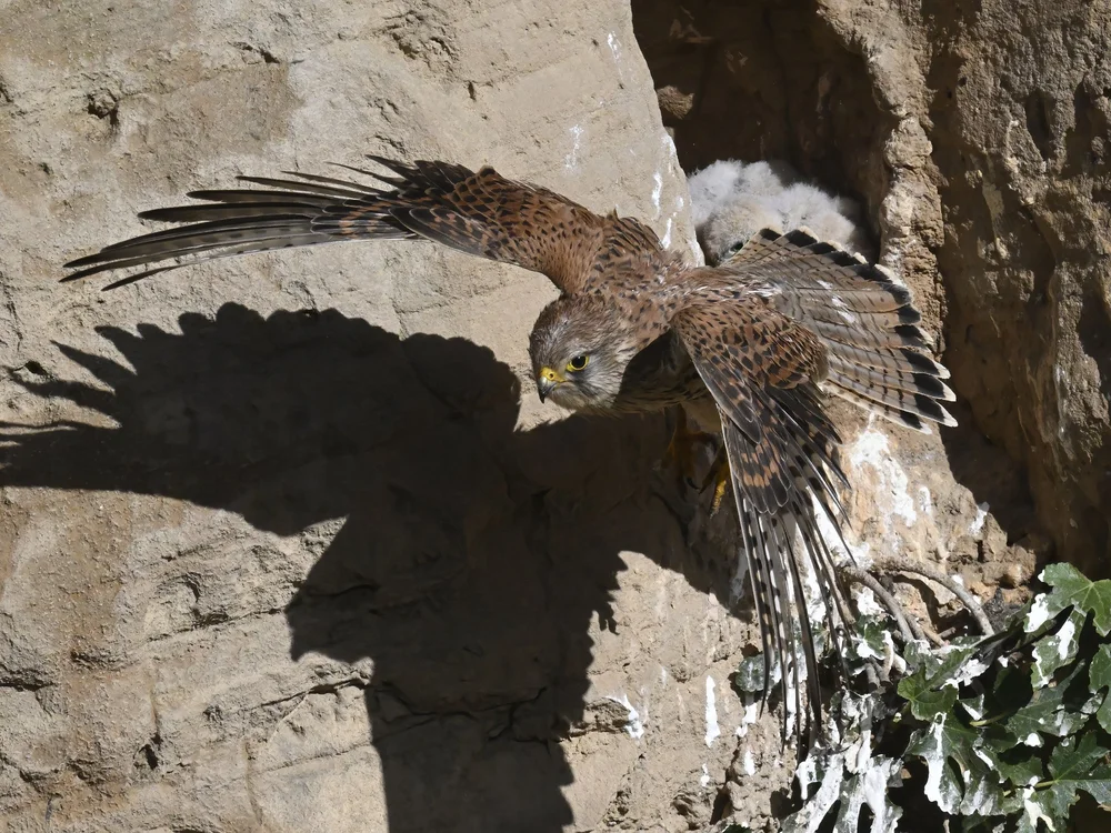 Eurasian Kestrel — best of the story