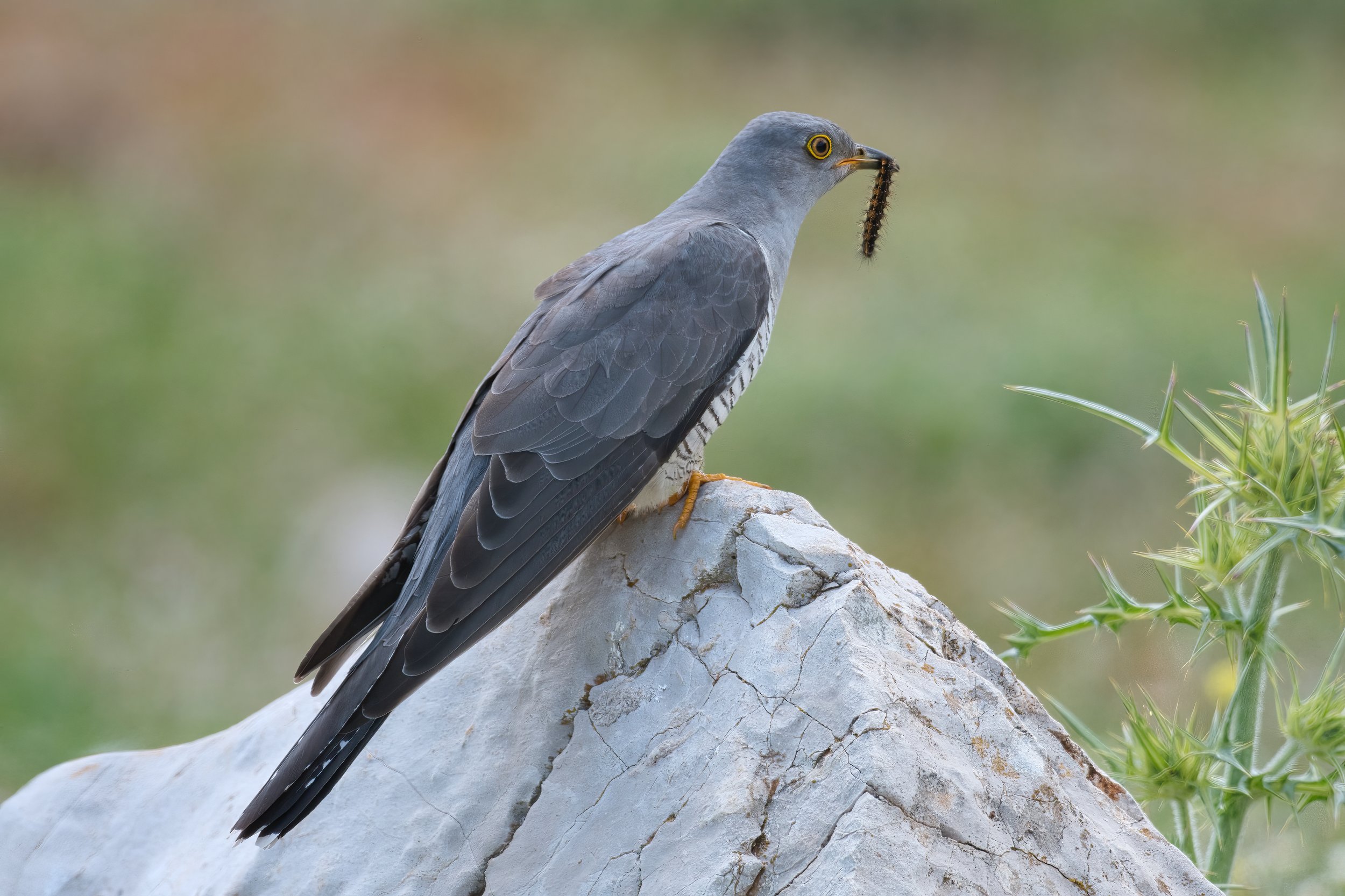 Birds of Lebanon