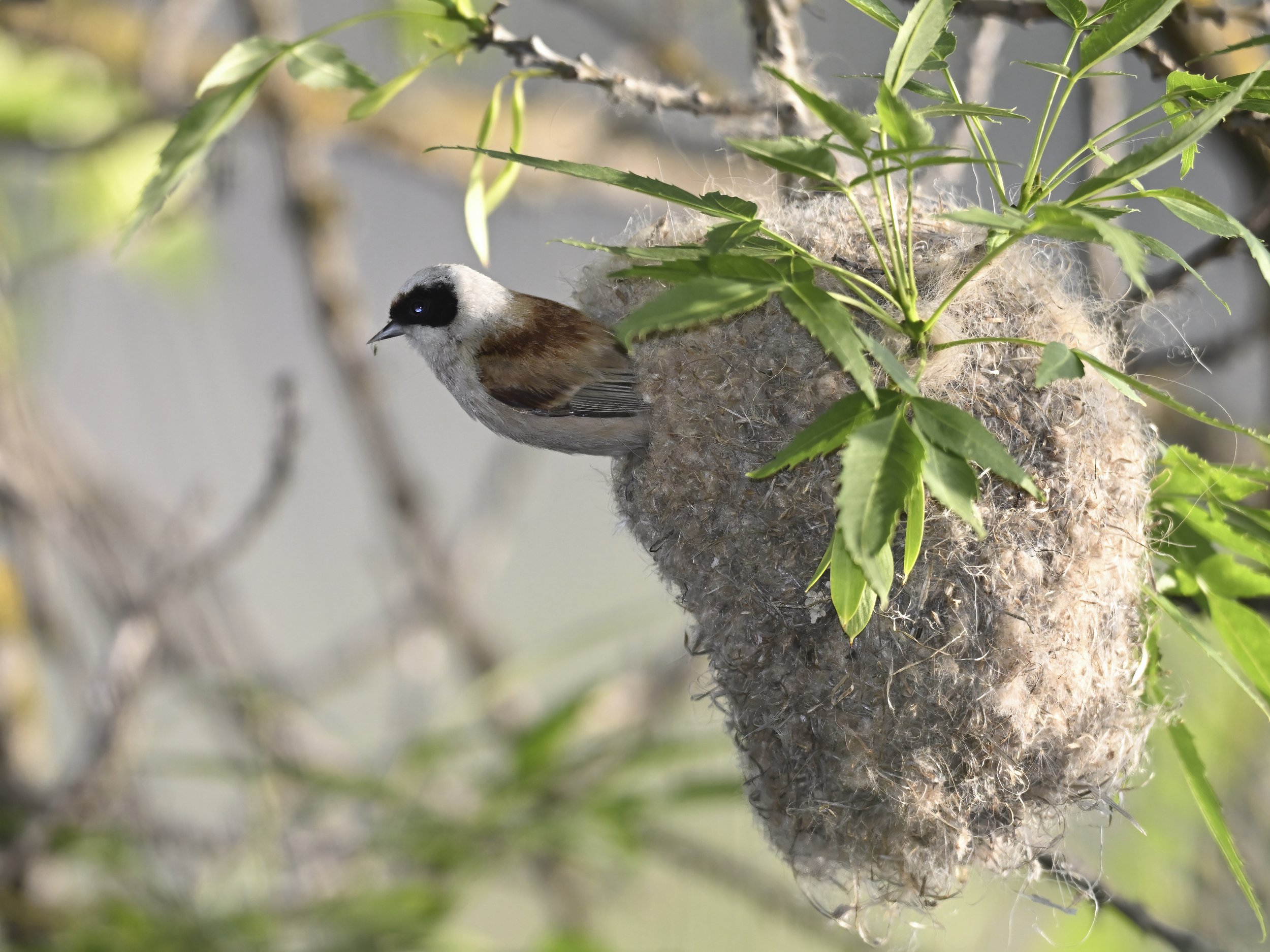Birds nesting