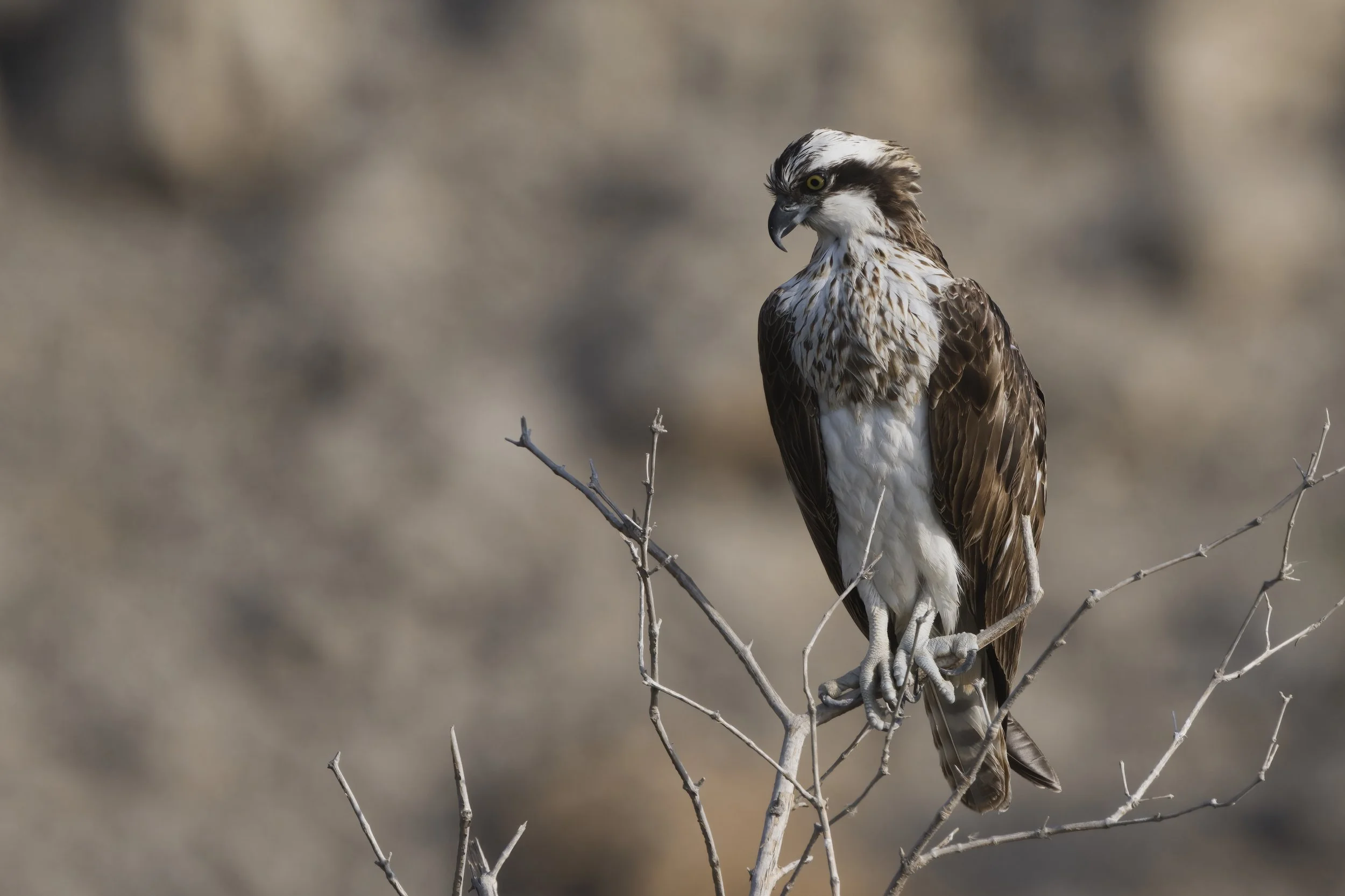 Birds watching trips UAE