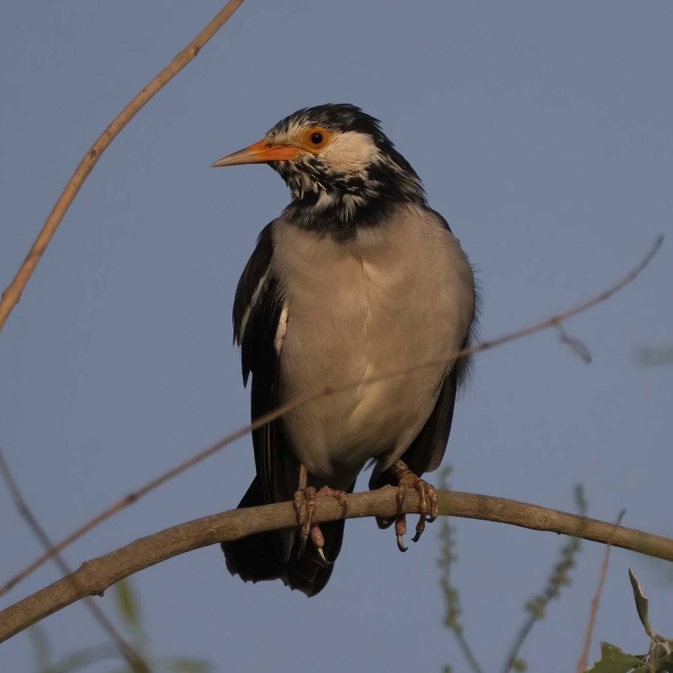 Indian Pied Starling \ Gracupica contra