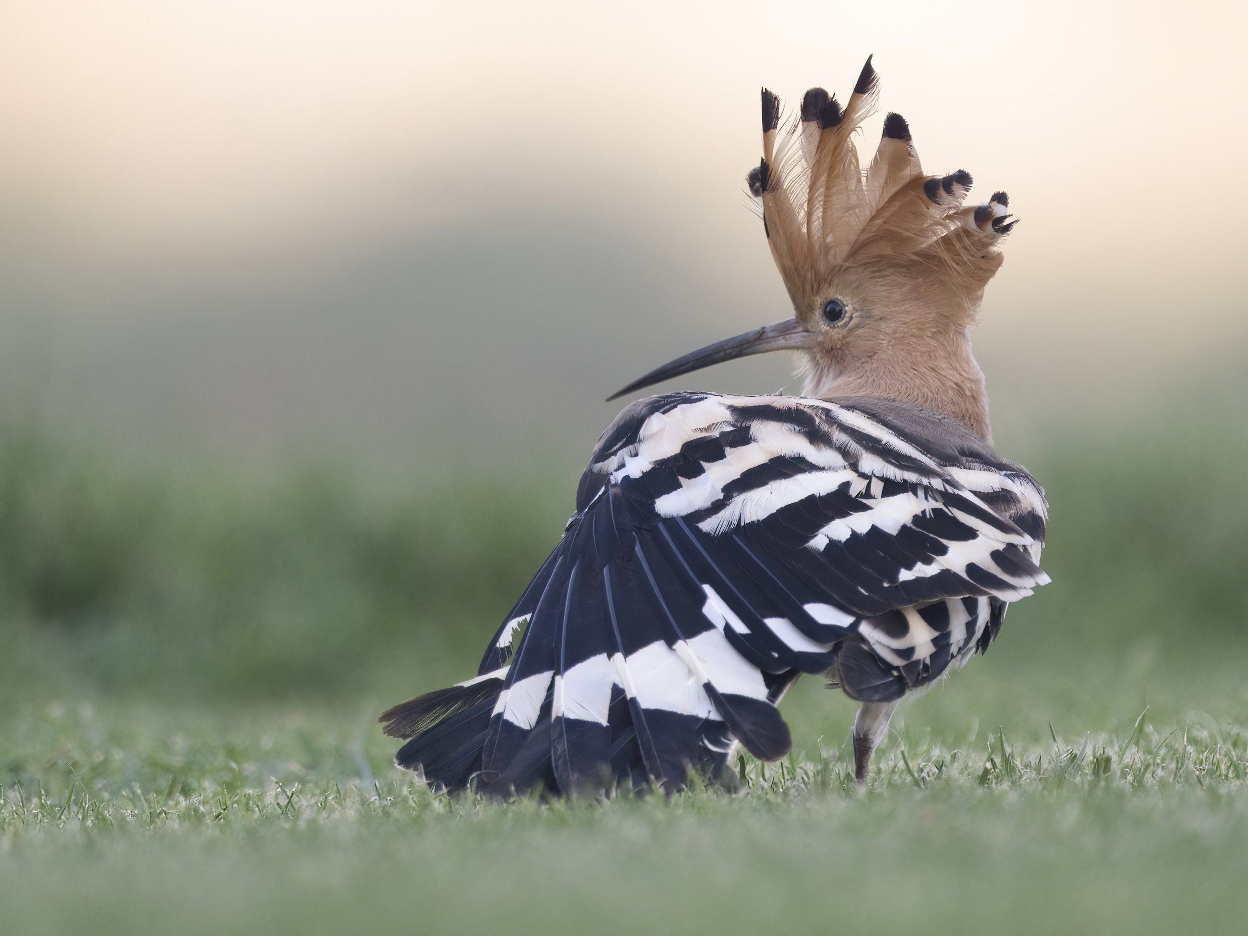 Hoopoe UAE