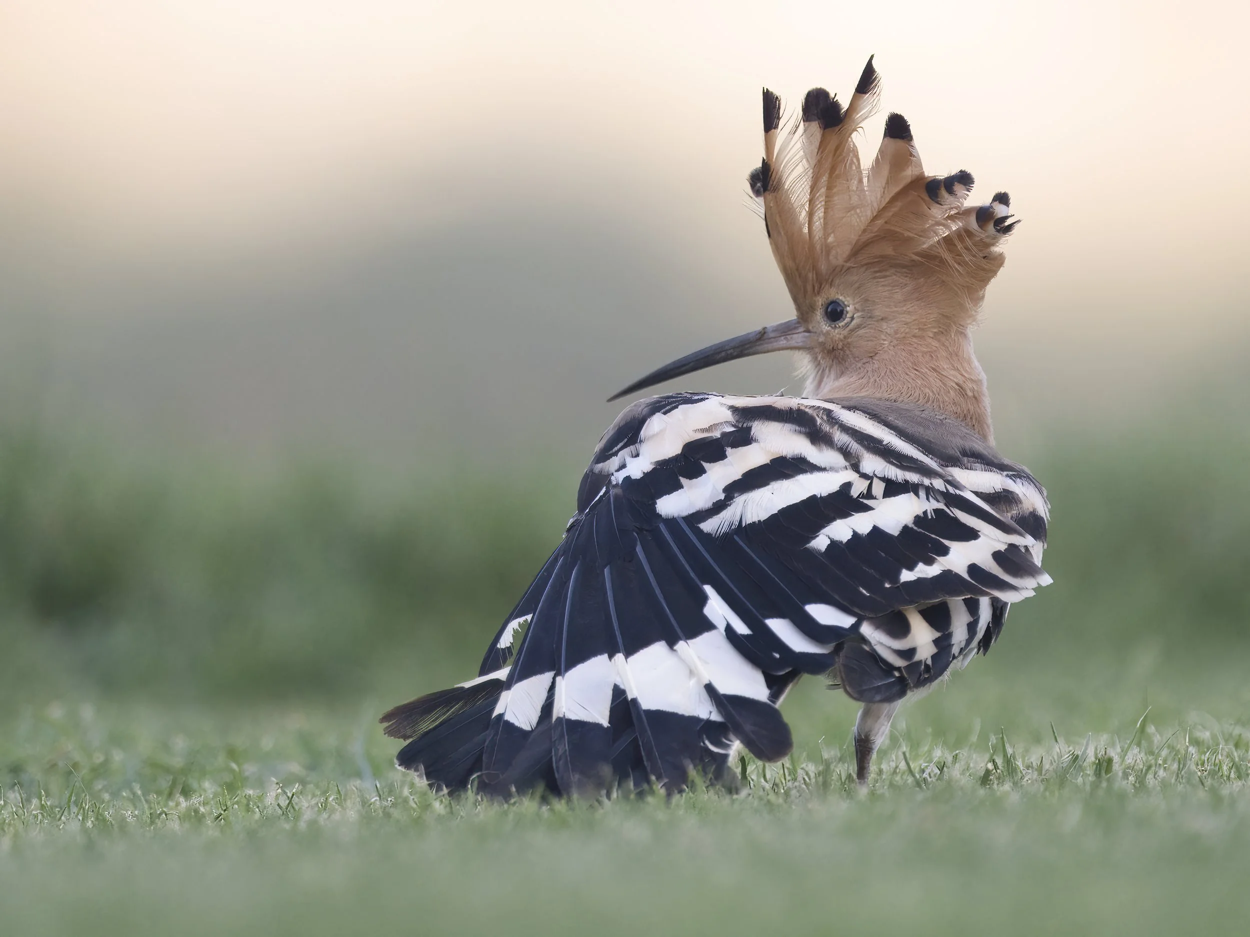 Stretching one wing